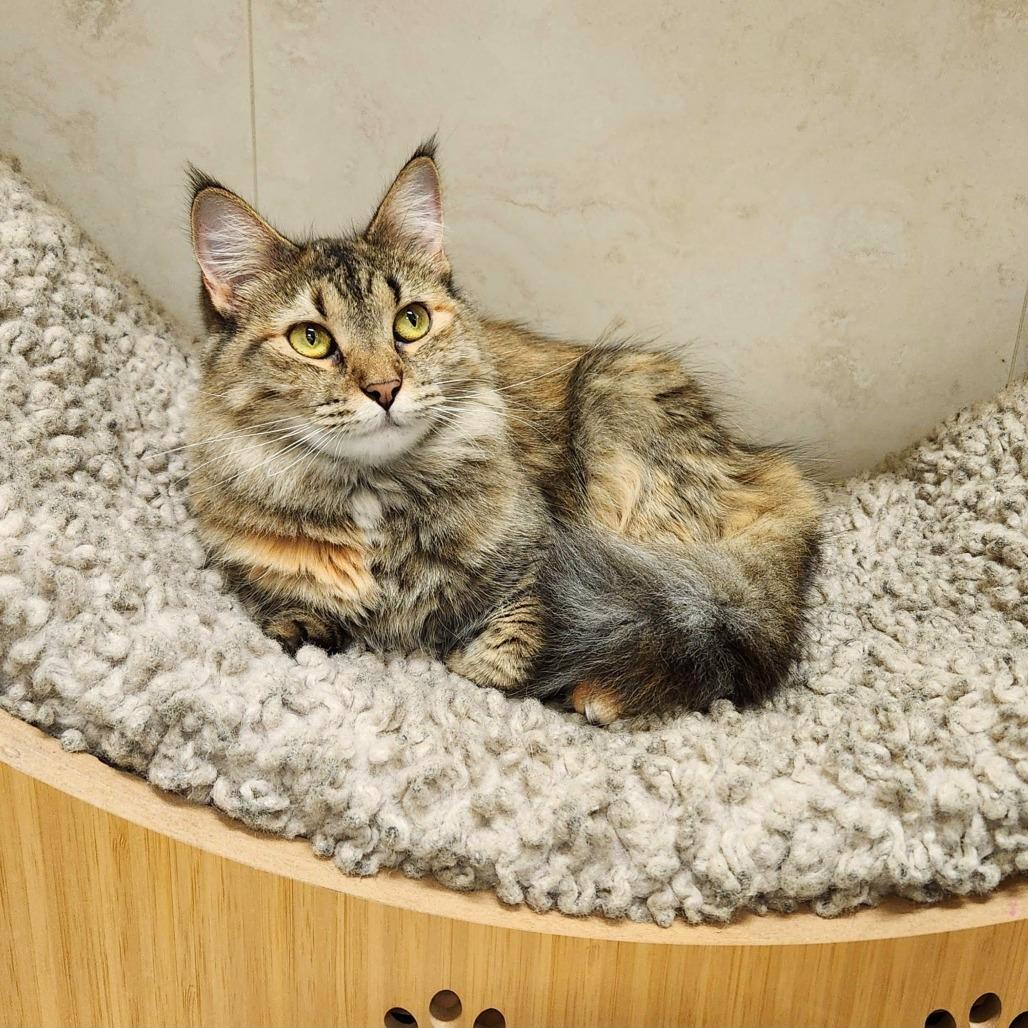 Nanami, Adoptable, Adult Female Domestic Medium Hair.