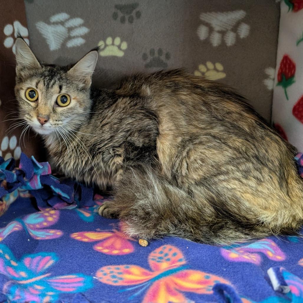 Nanami — thumbnail 2