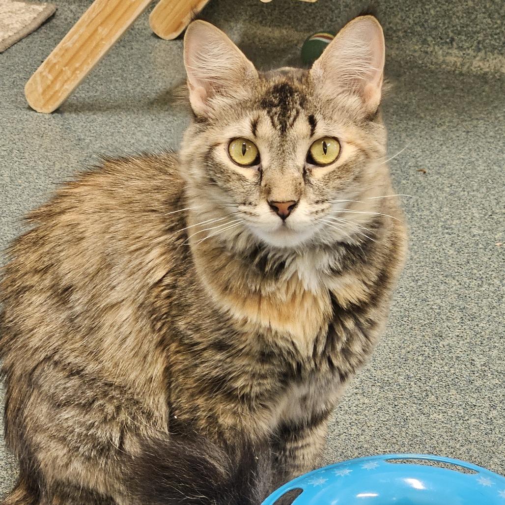 Enlarge Nanami, a Adoptable Domestic Medium Hair in Naples, FL image 3/3