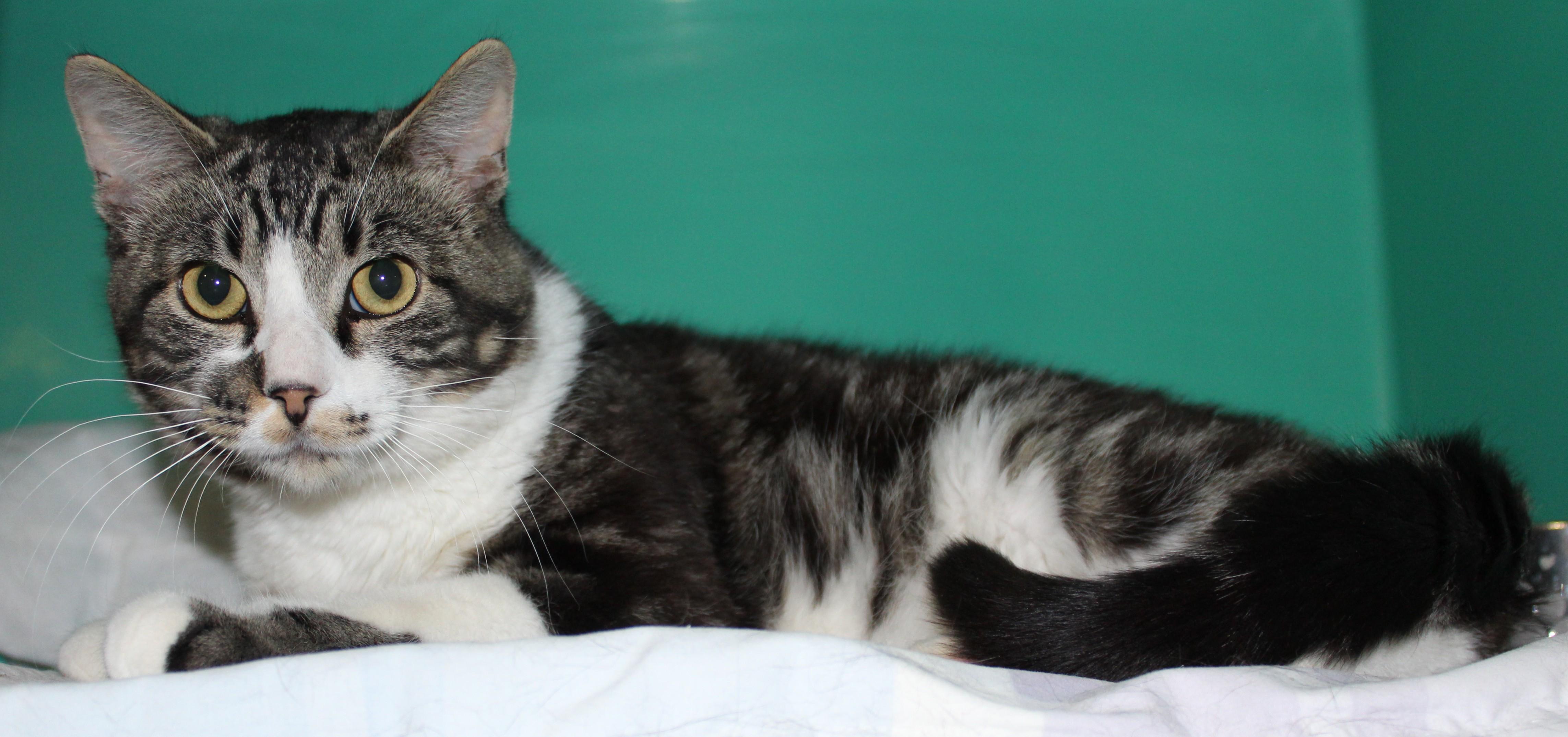 Hendrix, Adult Male unknown