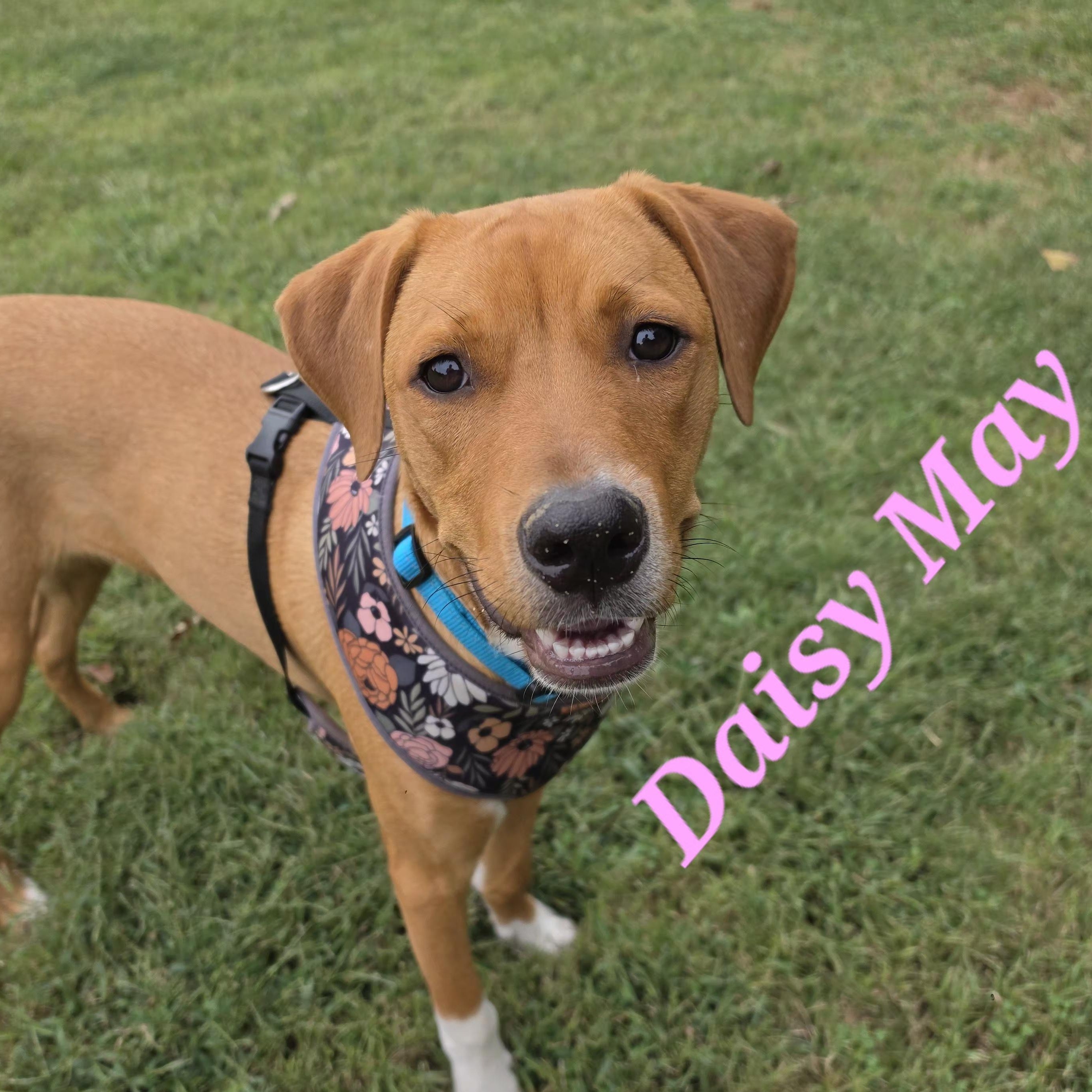 Daisy May, Adoptable, Young Female Hound & Labrador Retriever.