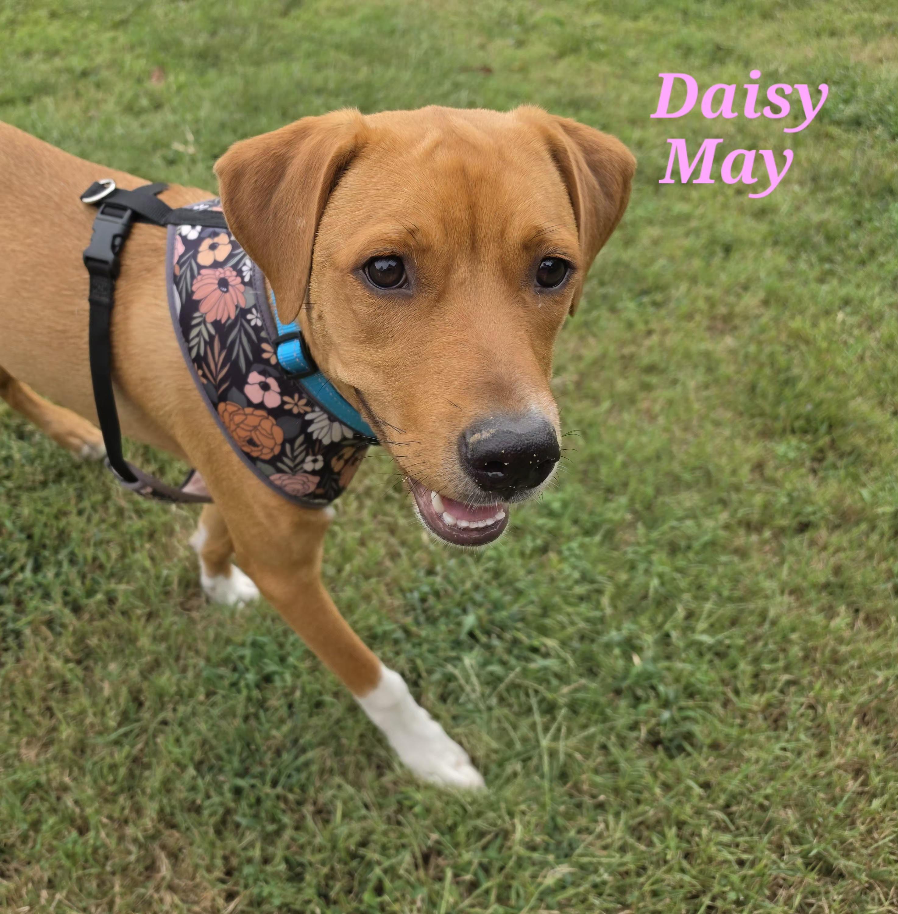 Enlarge Daisy May, a Adoptable mixed breed in Medfield, MA image 2/5