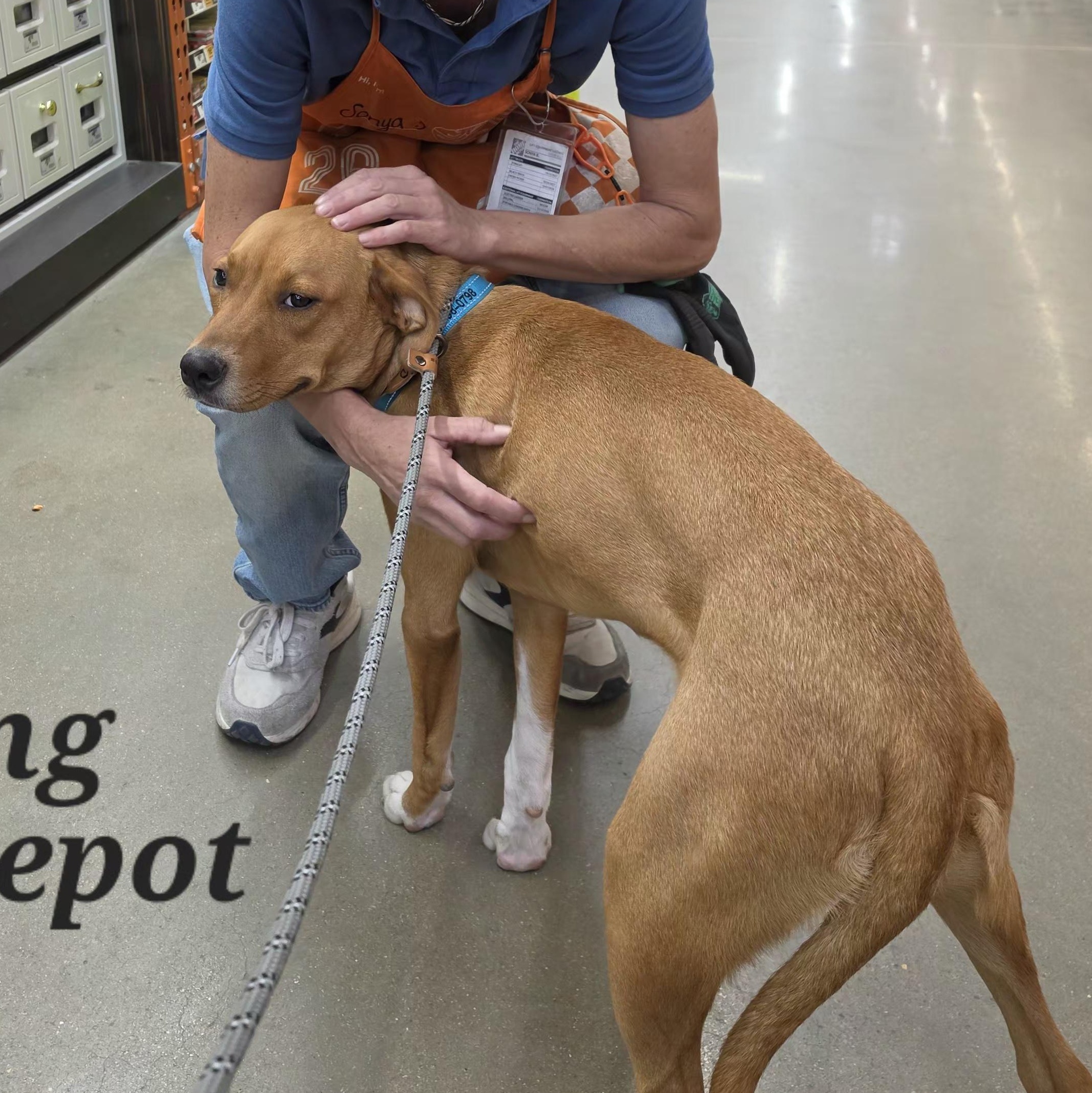 Enlarge Daisy May, a Adoptable mixed breed in Medfield, MA image 3/5