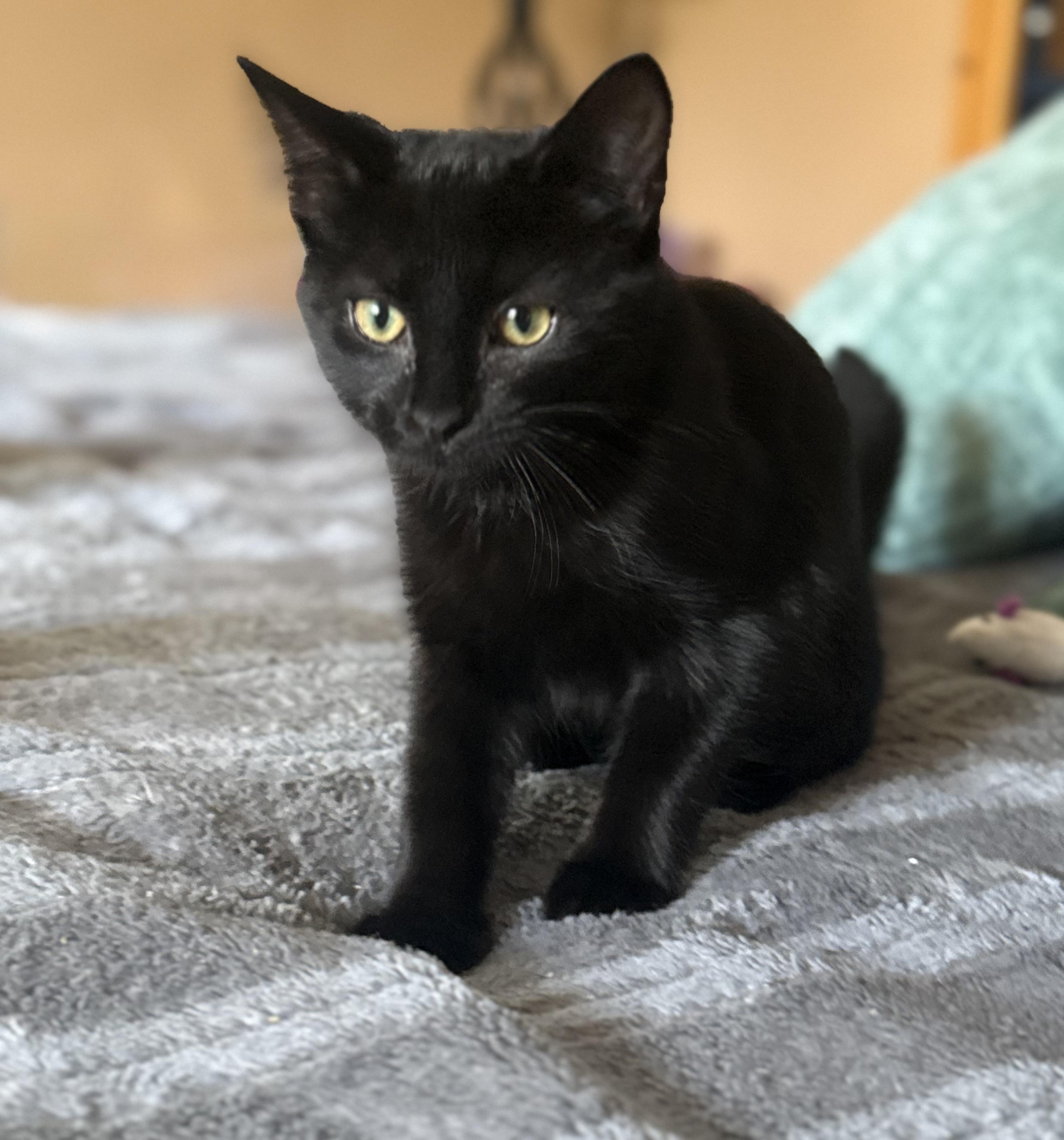 Stella, Adoptable, Kitten Female Bombay & Domestic Short Hair.
