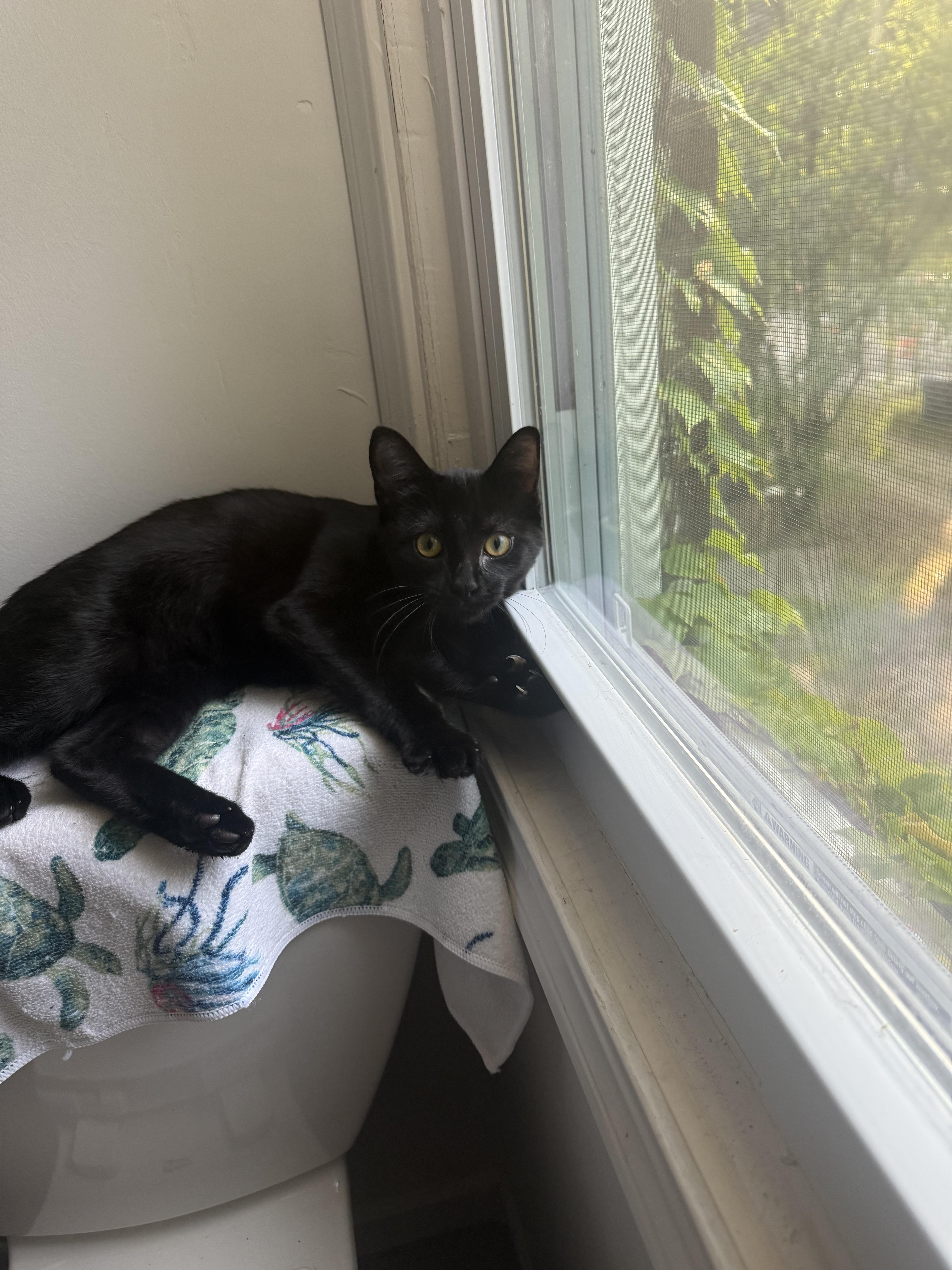 Enlarge Stella, a Adoptable mixed breed in Livonia, MI image 4/5