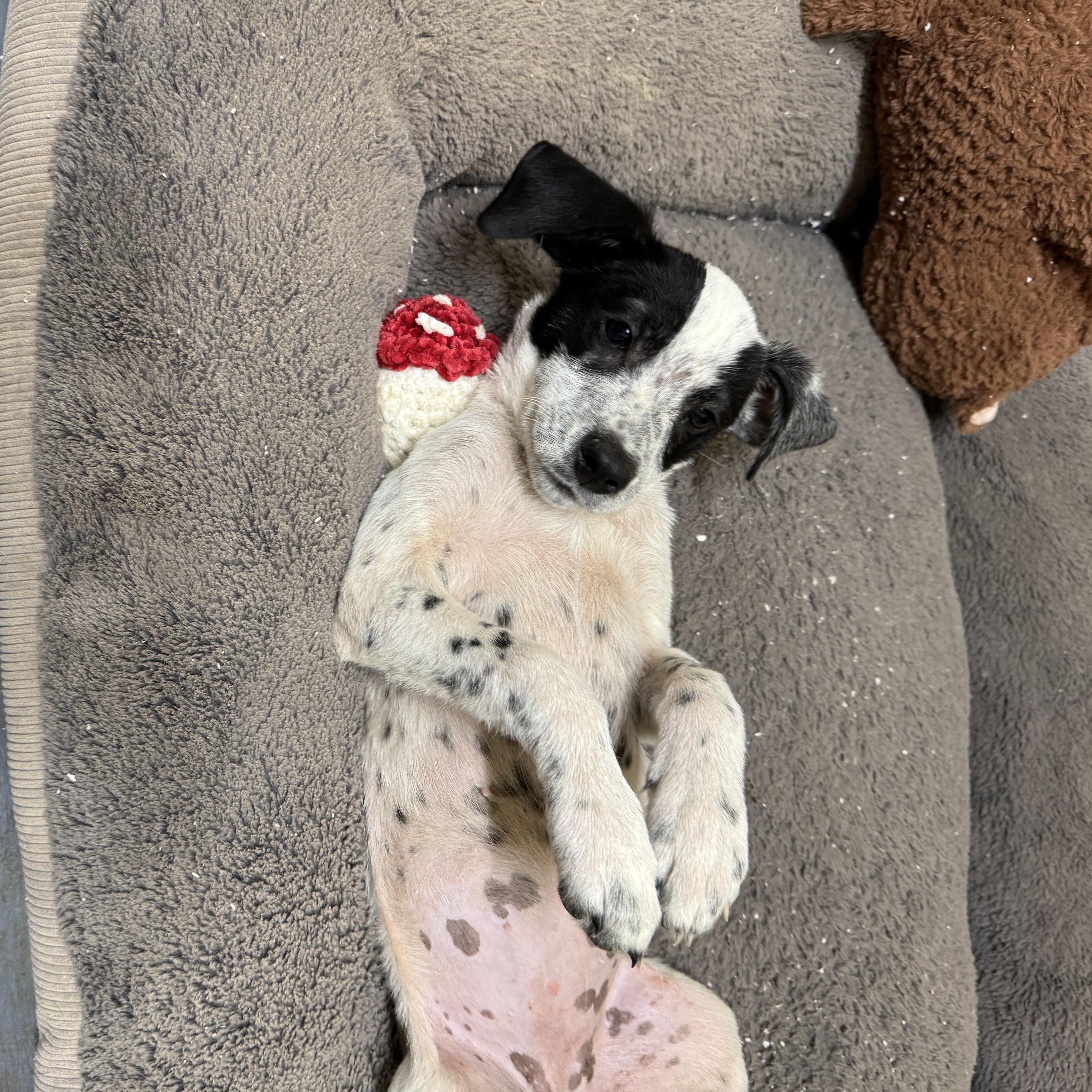 Lexi, adopted, Puppy Female Australian Cattle Dog / Blue Heeler.