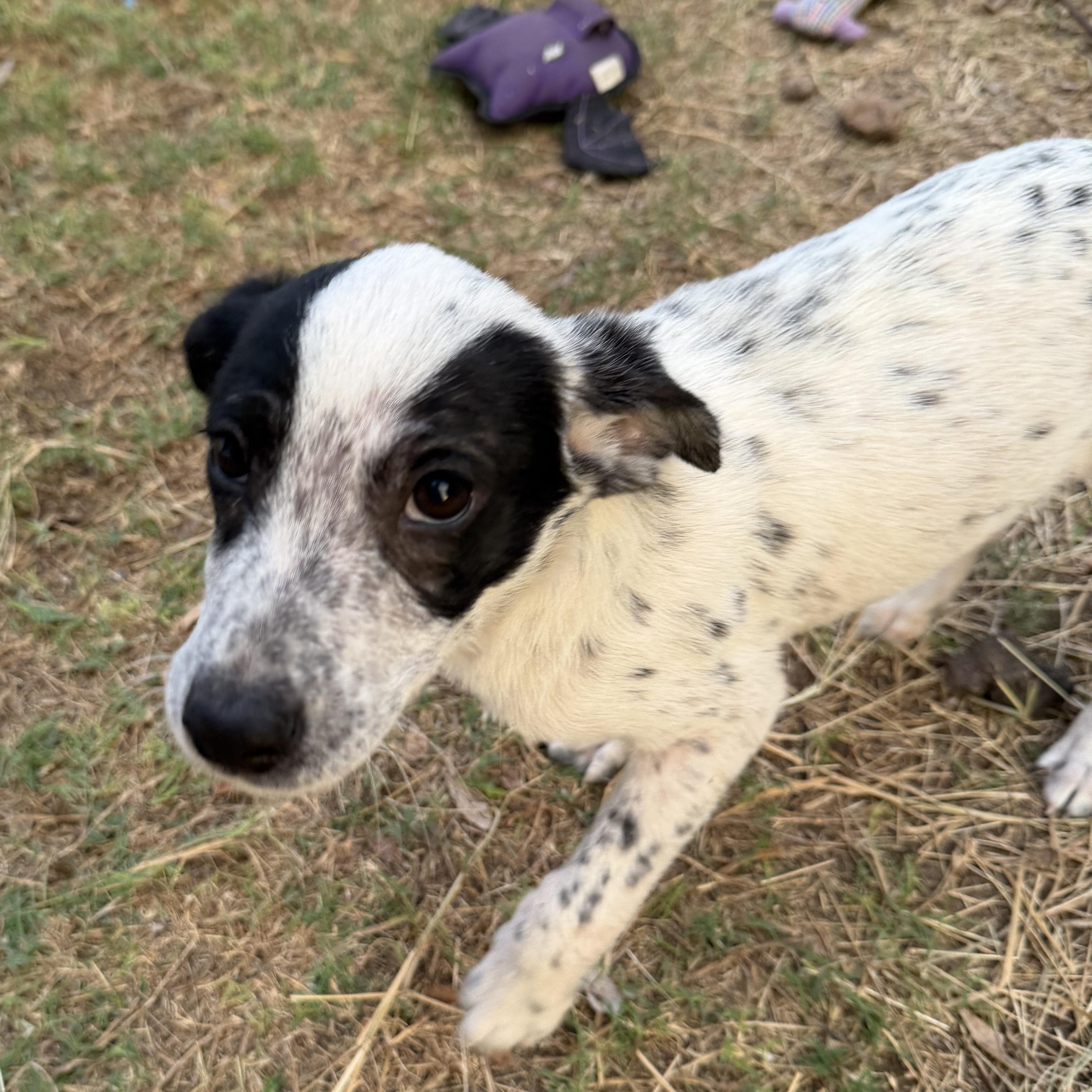 Enlarge Lexi, an adopted mixed breed in Mission, TX image 2/5