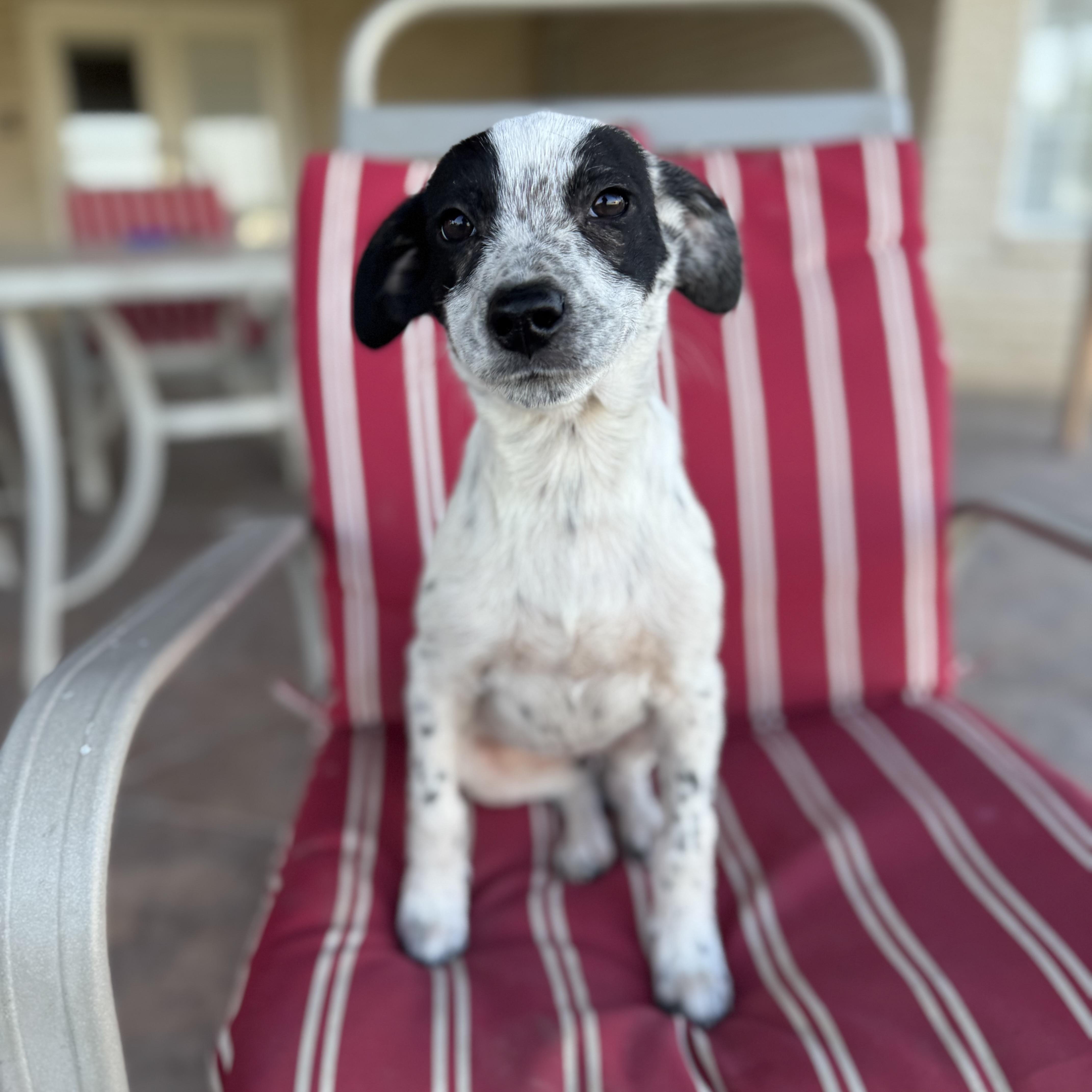 Enlarge Lexi, an adopted mixed breed in Mission, TX image 4/5