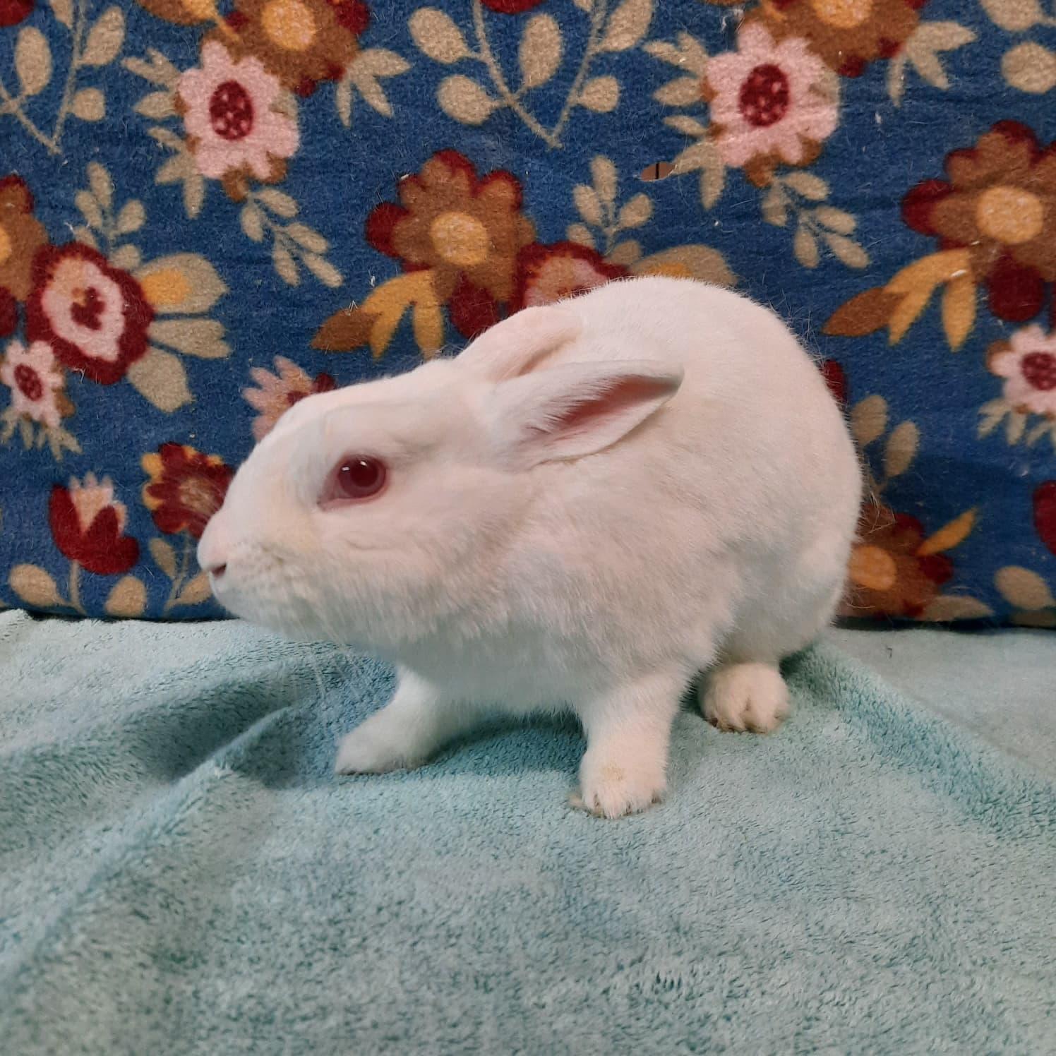 Sir Hopsalot, Adoptable, Adult Male Bunny Rabbit.