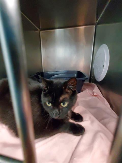 VIOLA, Adoptable, Senior Female Domestic Short Hair.