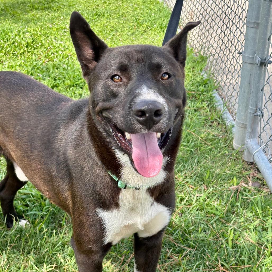 Enlarge Bernie, a Adoptable mixed breed in League City, TX image 1/2