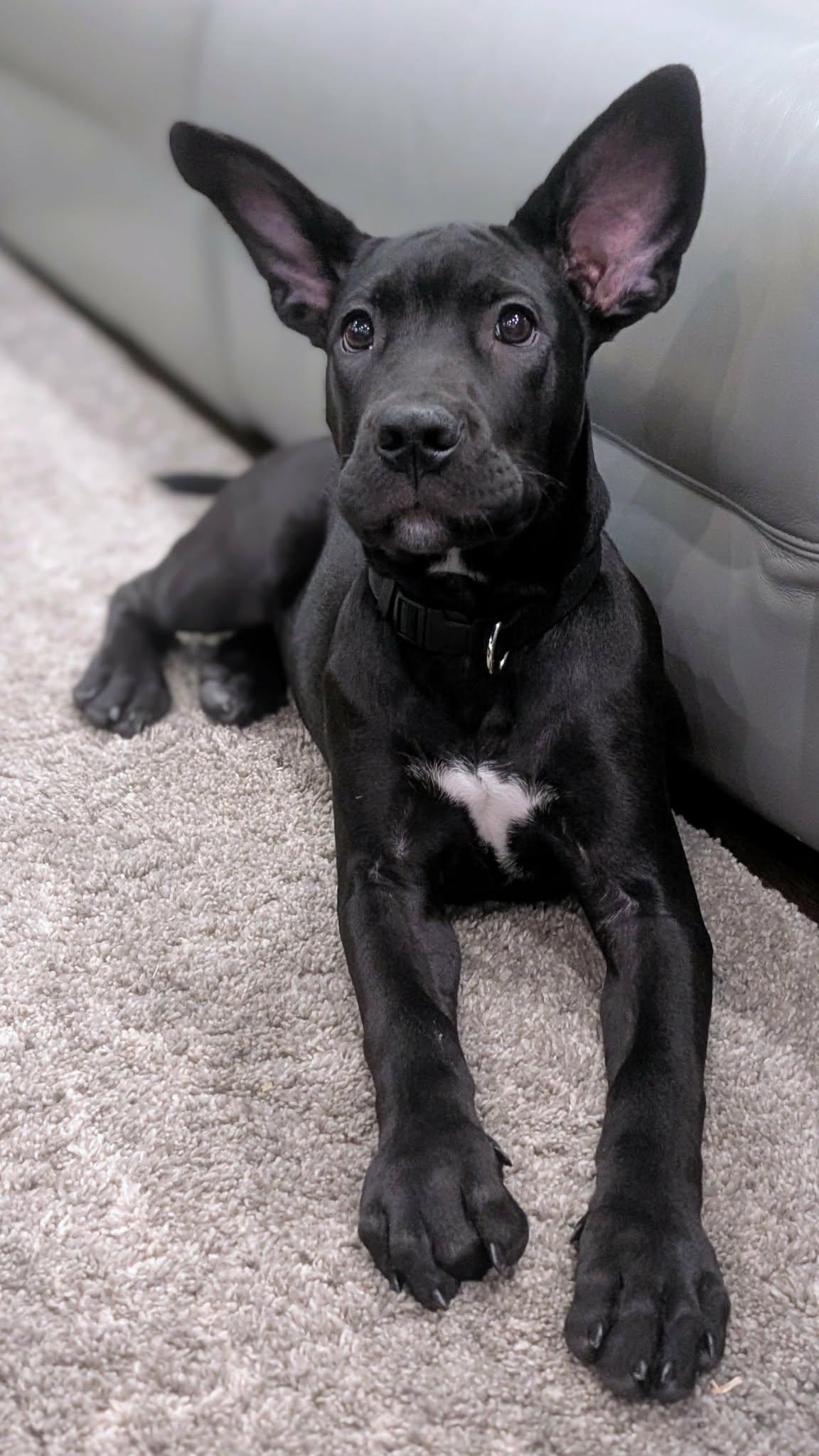 Sadie, Adoptable, Puppy Female Great Dane & Cane Corso.