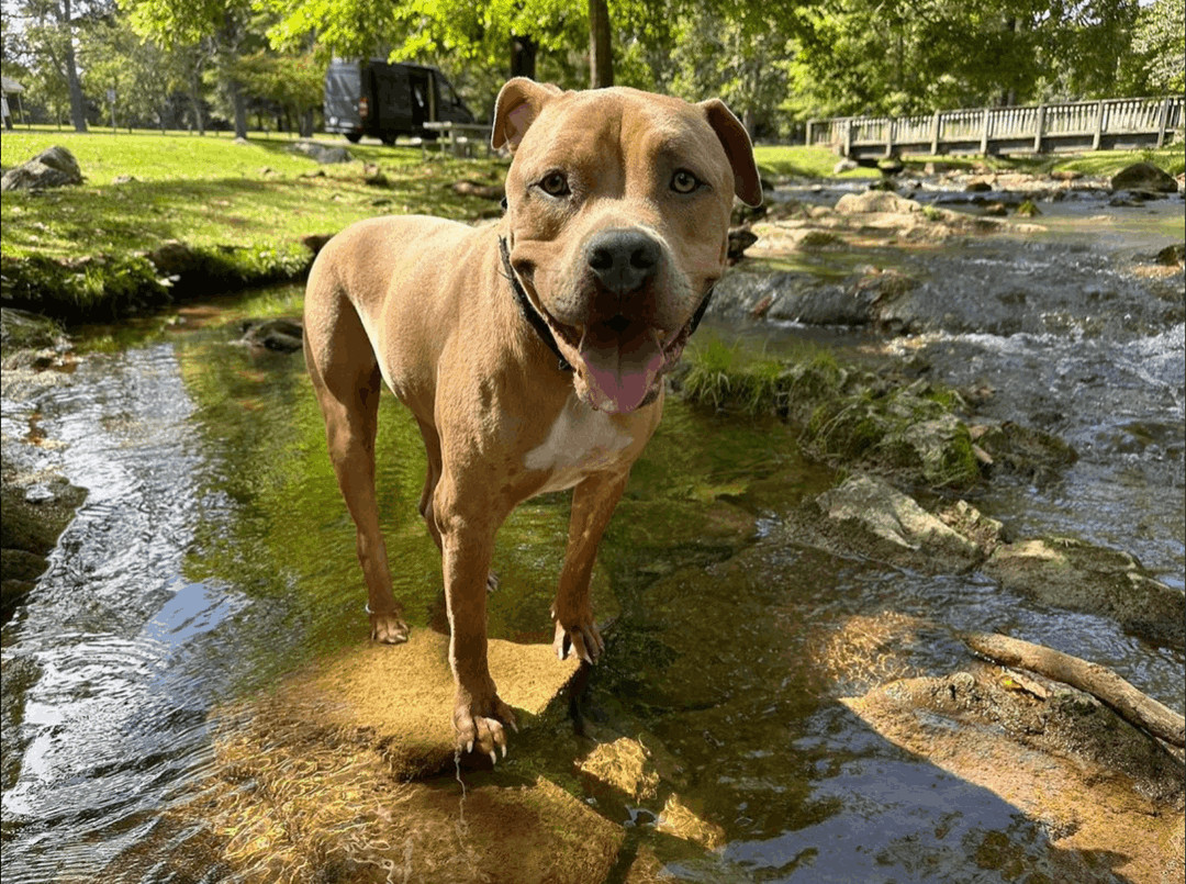 Enlarge Rex, a Adoptable American Staffordshire Terrier in Fort Worth, TX image 1/12