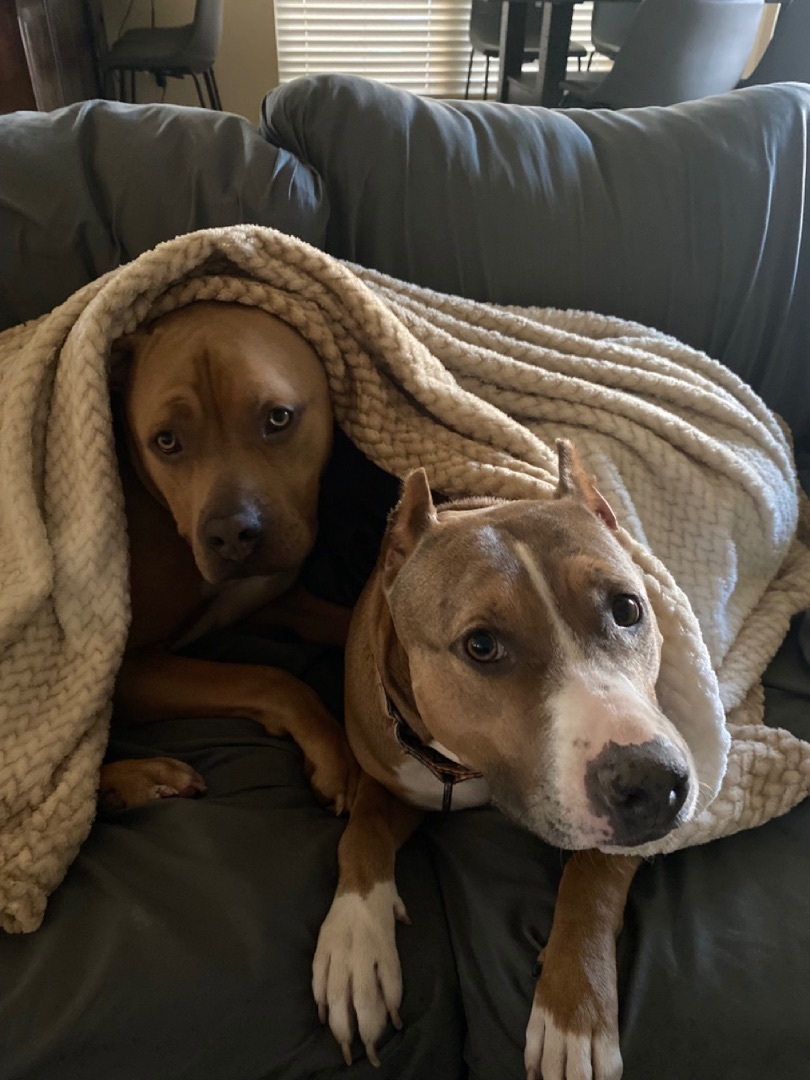 Enlarge Rex, a Adoptable American Staffordshire Terrier in Fort Worth, TX image 2/12