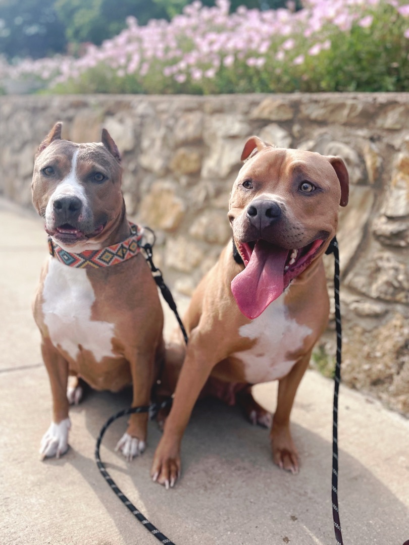 Enlarge Rex, a Adoptable American Staffordshire Terrier in Fort Worth, TX image 3/12