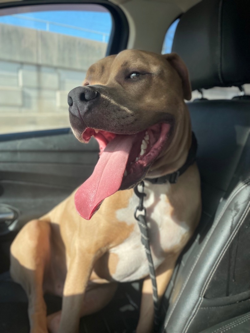 Enlarge Rex, a Adoptable American Staffordshire Terrier in Fort Worth, TX image 4/12