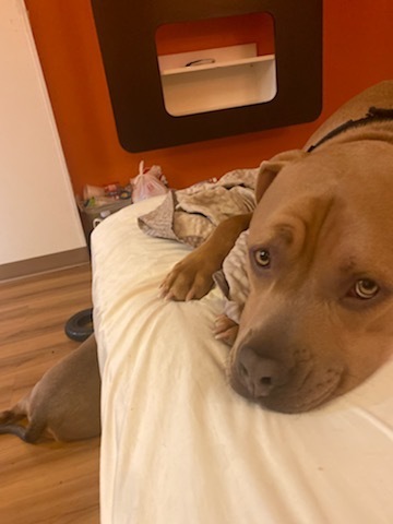 Enlarge Rex, a Adoptable American Staffordshire Terrier in Fort Worth, TX image 5/12