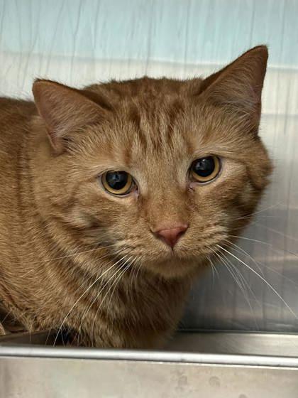 Enlarge Admiral, a Adoptable mixed breed in Winchester, VA image 1/1