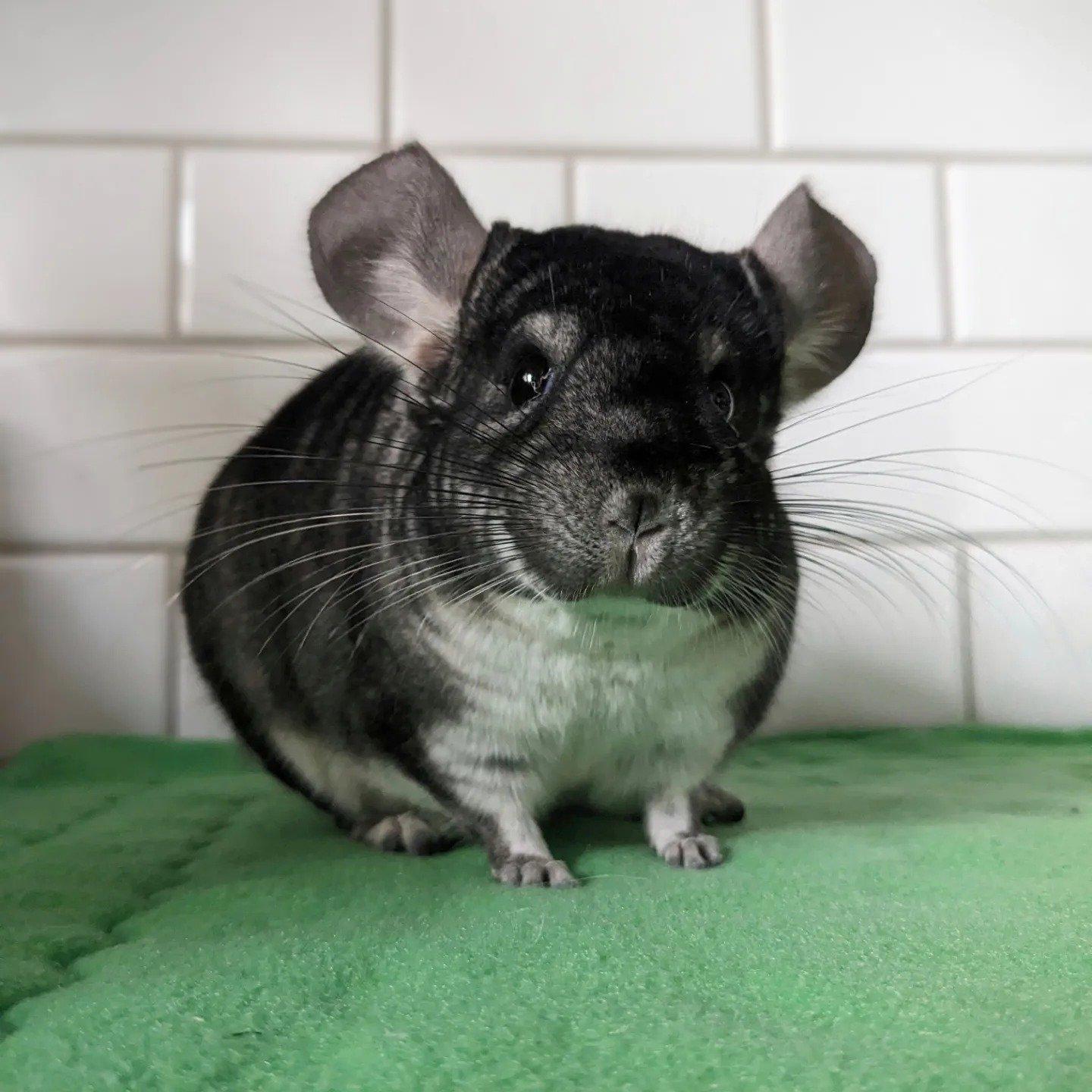 Danny, Adoptable, Young Male Chinchilla.