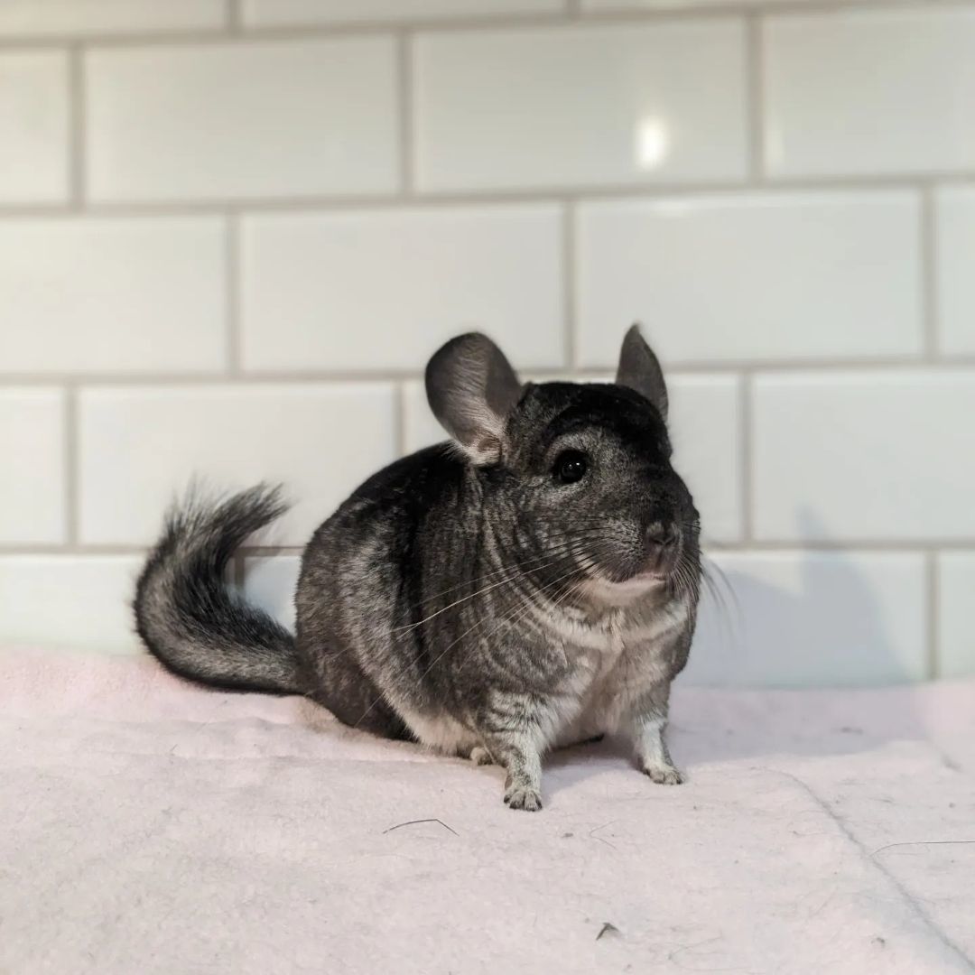 Danny, a Adoptable Chinchilla in Modesto, CA image 2/2