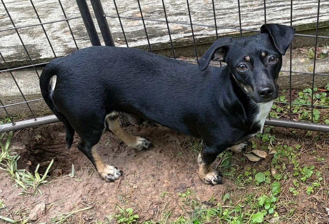 Enlarge Luna B, an adopted mixed breed in Alexandria, LA image 2/2