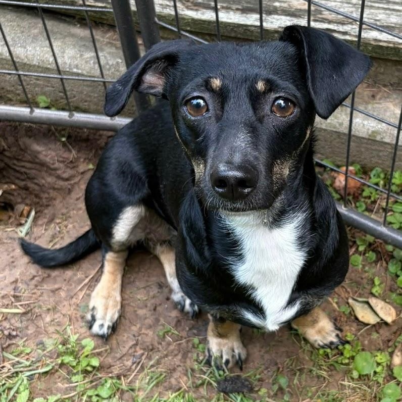 Luna B, adopted, Young Female Dachshund.