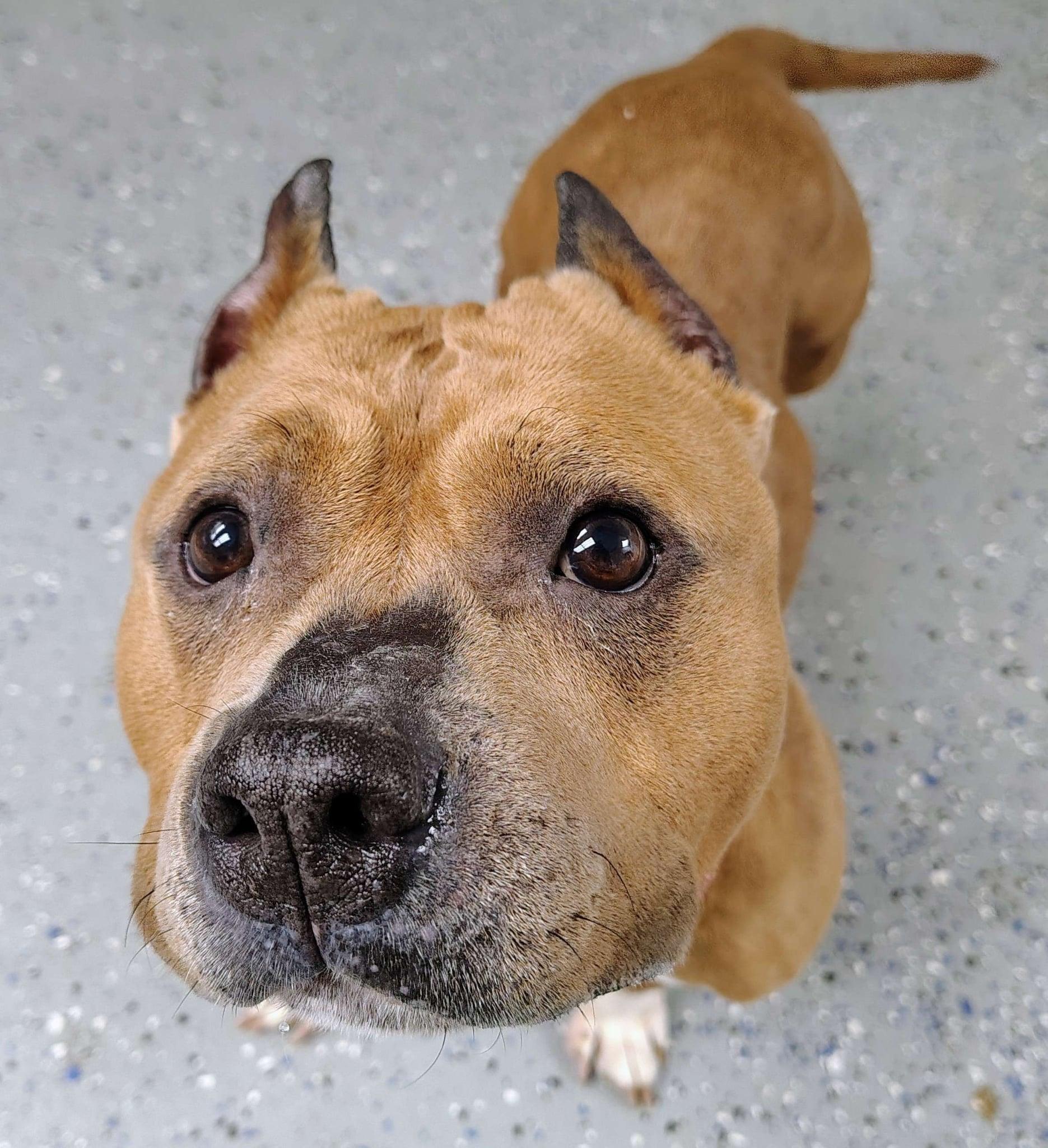 Betty White, a Adoptable American Bully in Ipswich, MA image 5/5