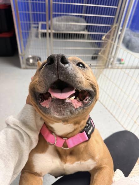 Betty White, a Adoptable American Bully in Ipswich, MA image 3/5