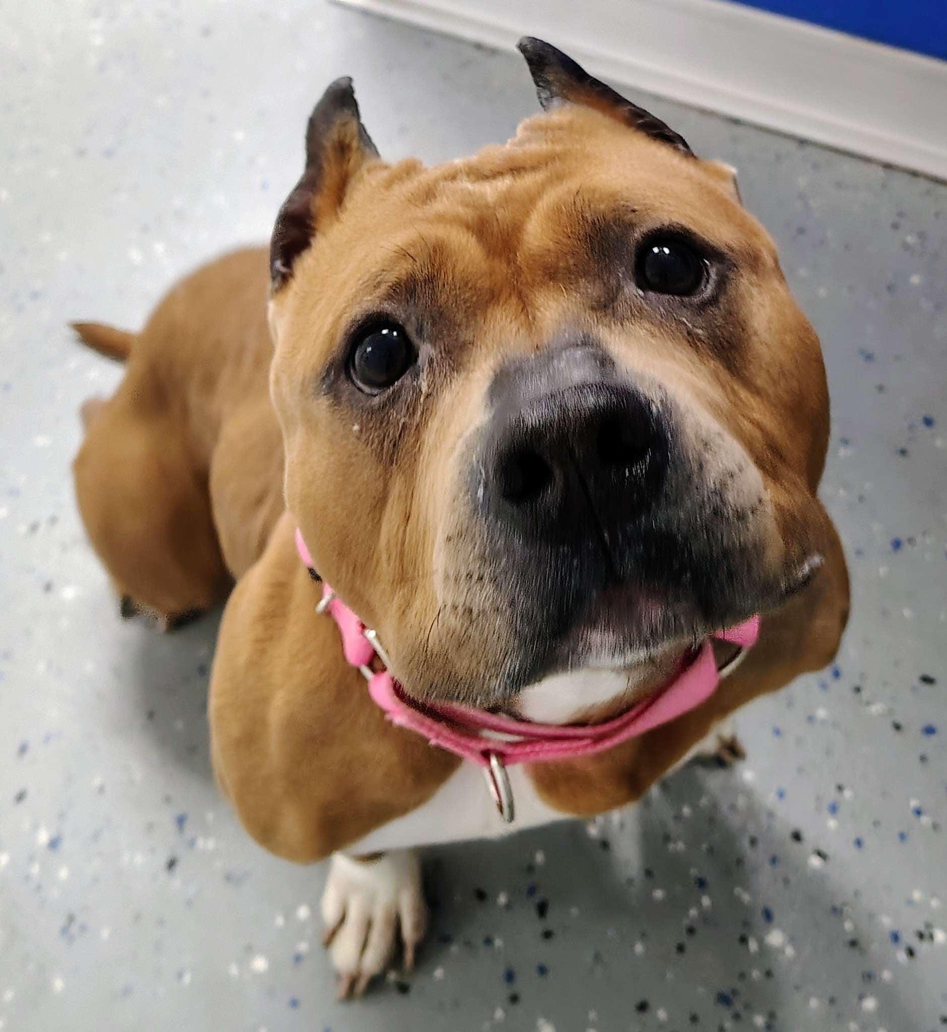 Betty White, a Adoptable American Bully in Ipswich, MA image 1/5