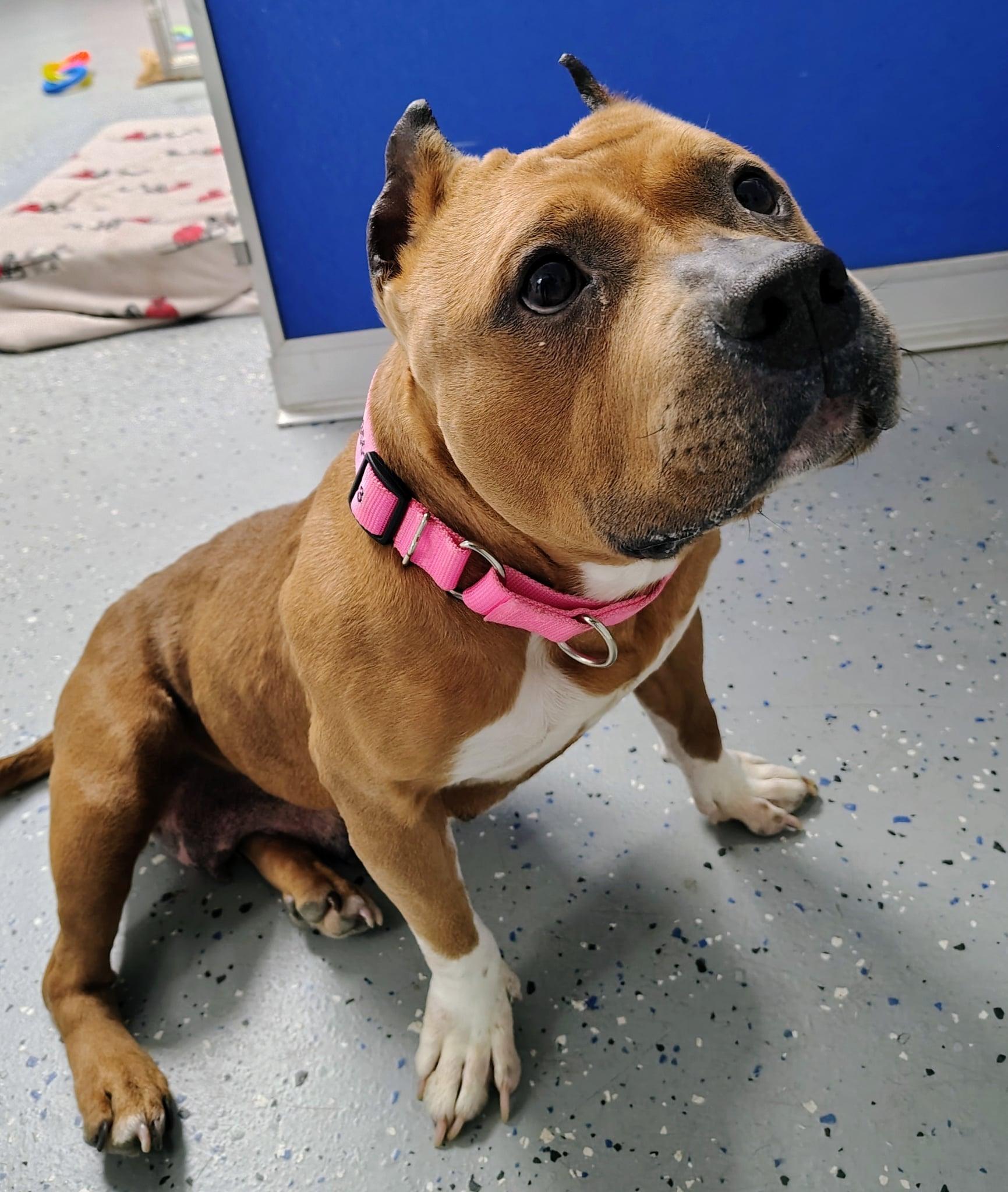 Betty White, a Adoptable American Bully in Ipswich, MA image 4/5