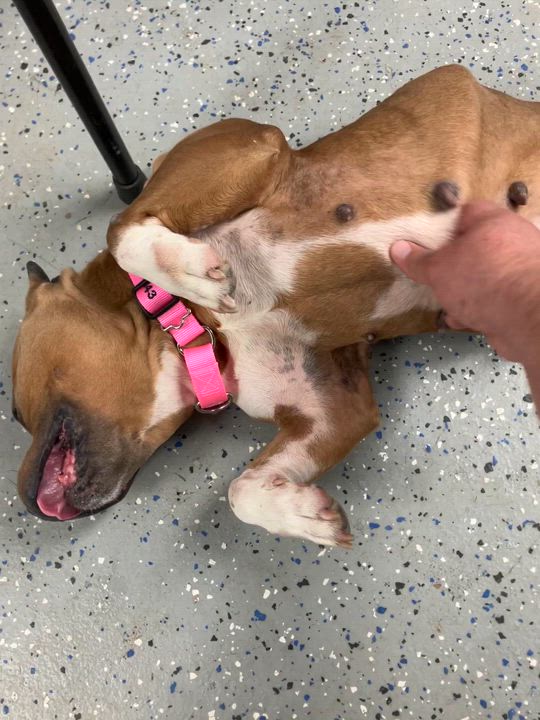 Enlarge Betty White, a Adoptable American Bully in Ipswich, MA video 2/5