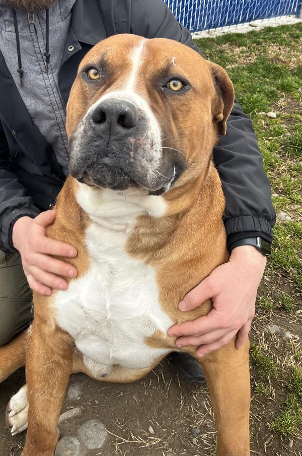Enlarge Guinness, a Adoptable Boerboel in Kennewick, WA image 1/6