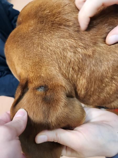 Enlarge Guinness, a Adoptable Boerboel in Kennewick, WA image 4/6