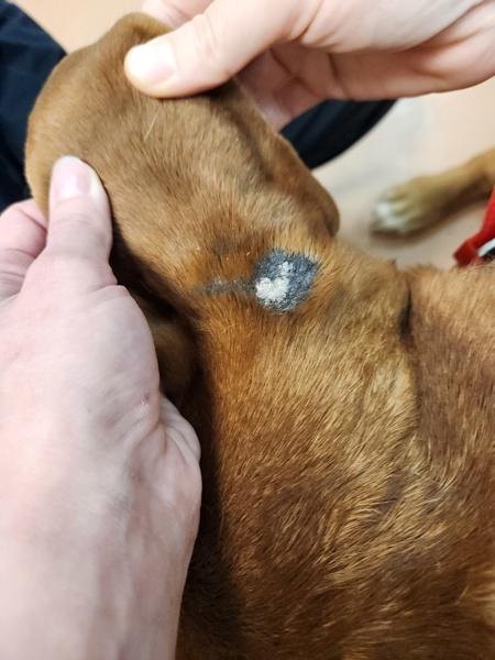 Enlarge Guinness, a Adoptable Boerboel in Kennewick, WA image 6/6