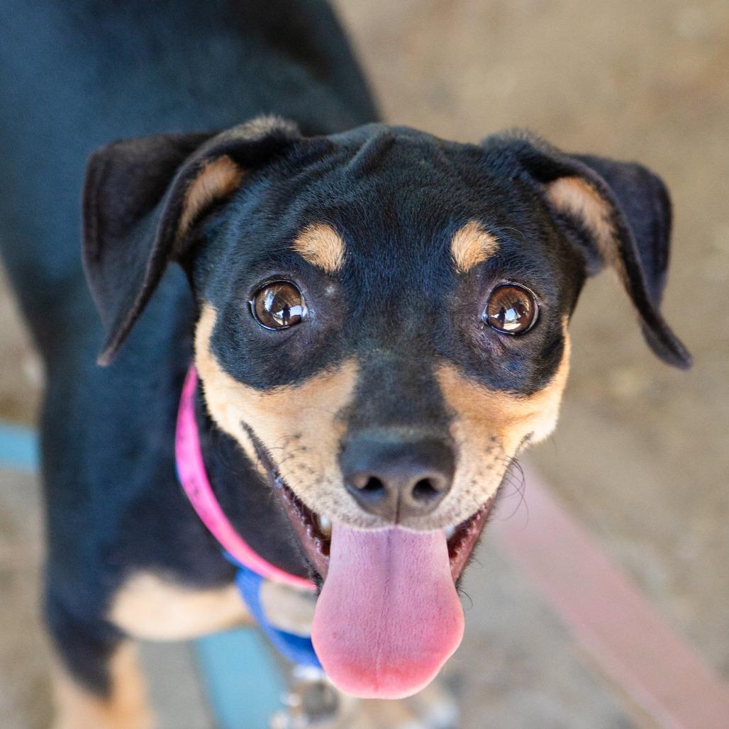 Rootbeer Float, Adoptable, Young Female Dachshund & Catahoula Leopard Dog.