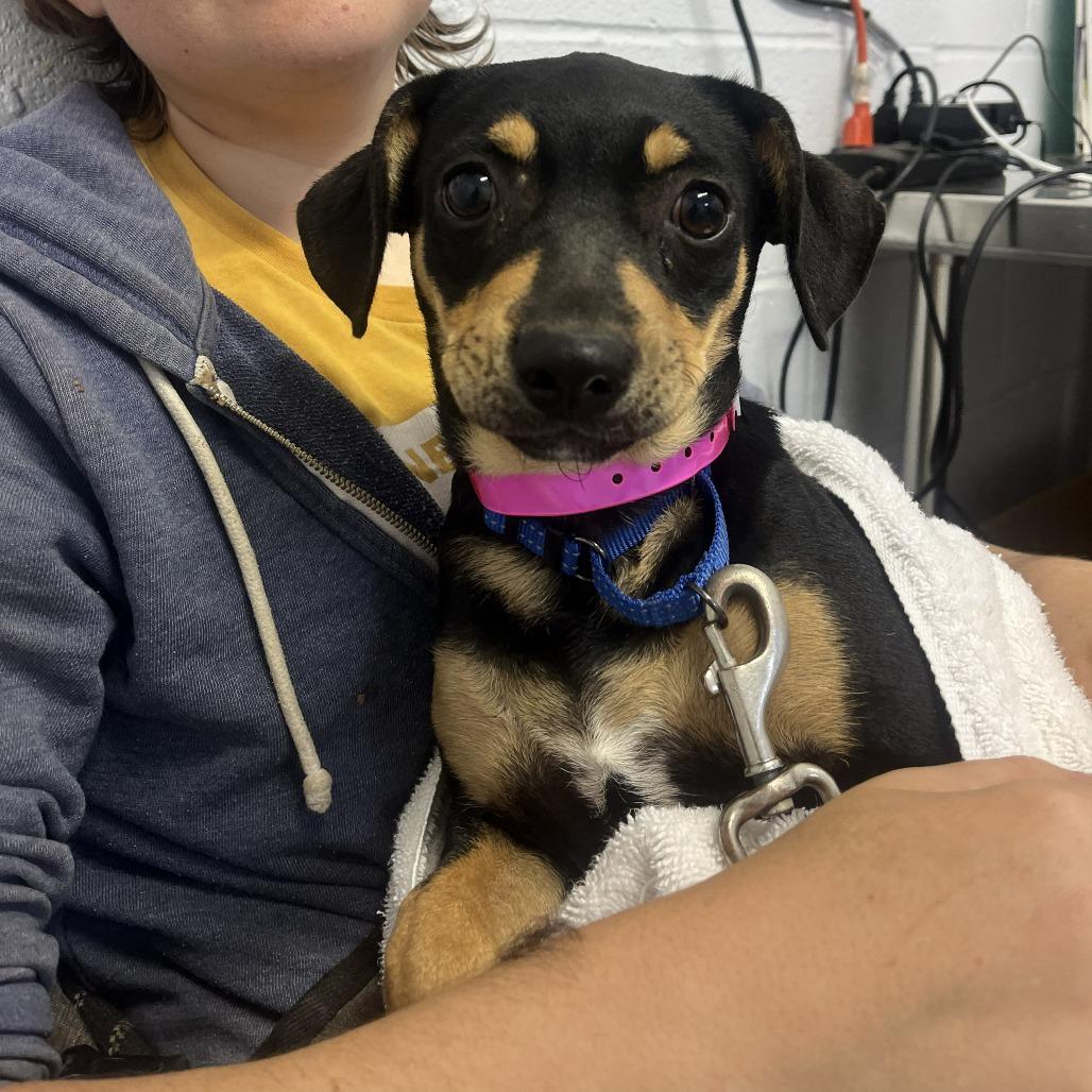 Enlarge Rootbeer Float, a Adoptable mixed breed in Hattiesburg, MS image 2/2
