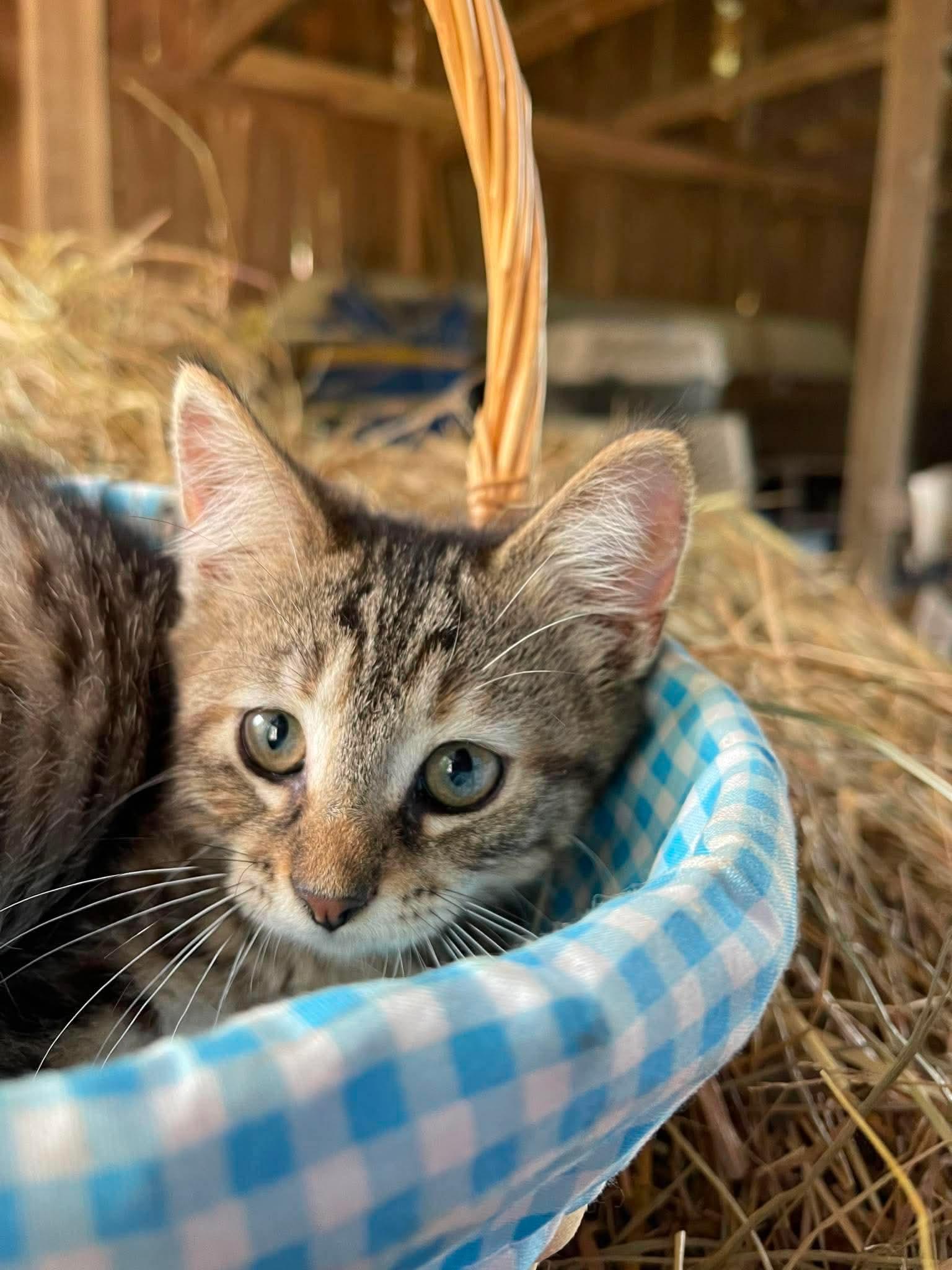 Cannoli, Adoptable, Kitten Female American Shorthair.