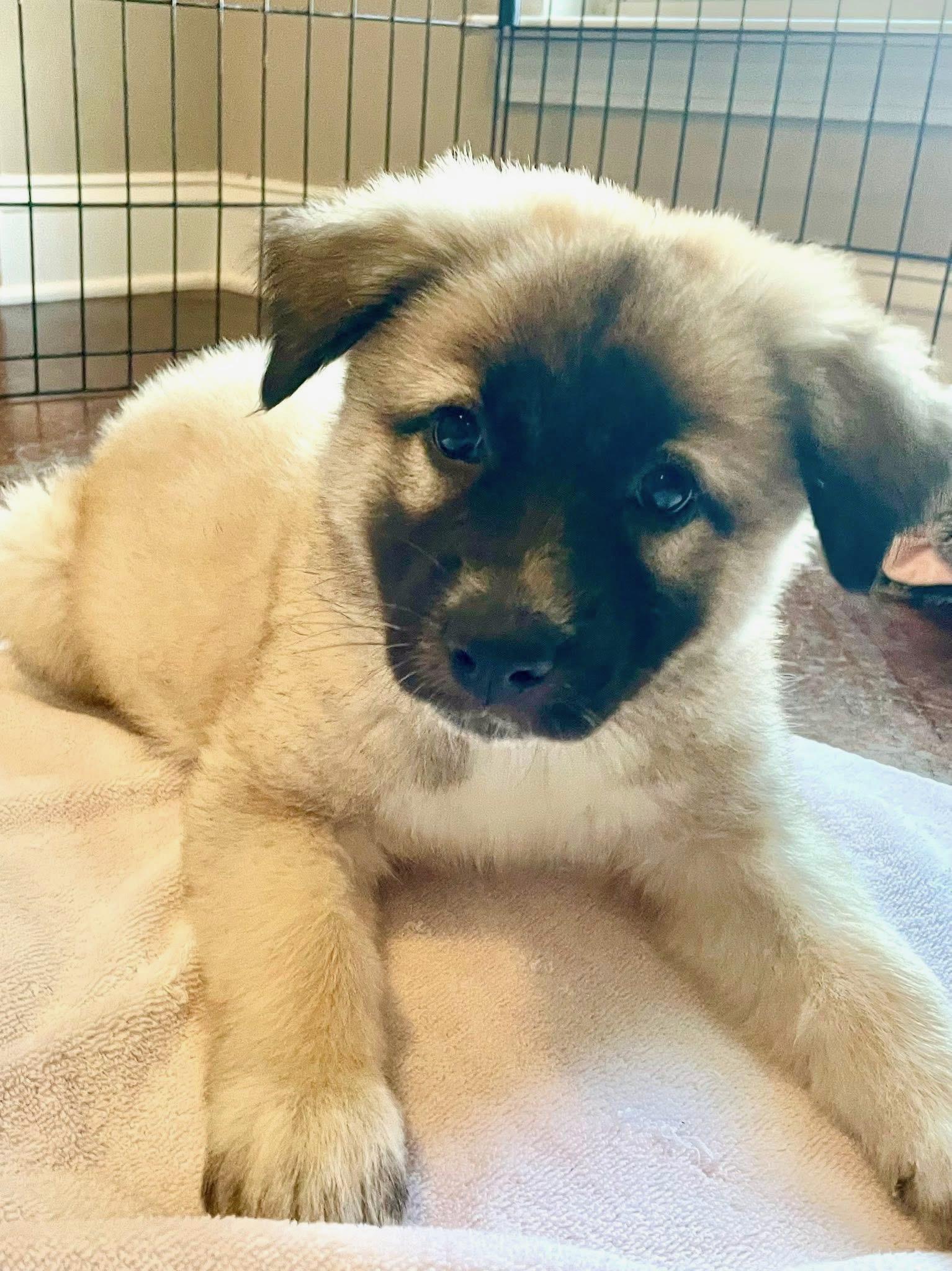 Maddie Rae, Adoptable, Puppy Female Australian Shepherd.