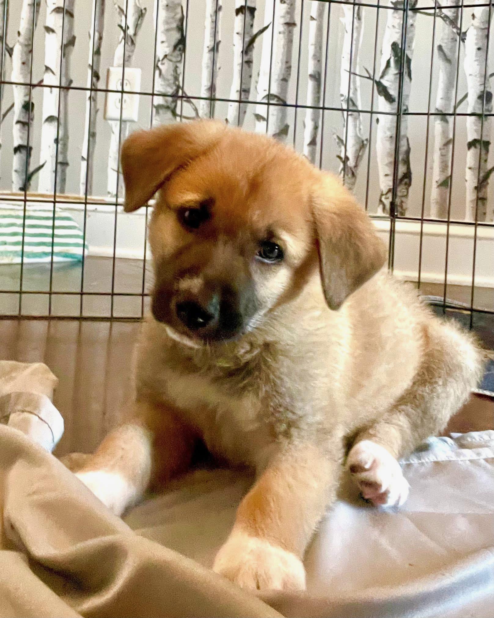 Maddie Rae, a Adoptable Australian Shepherd in Evergreen, CO image 2/2