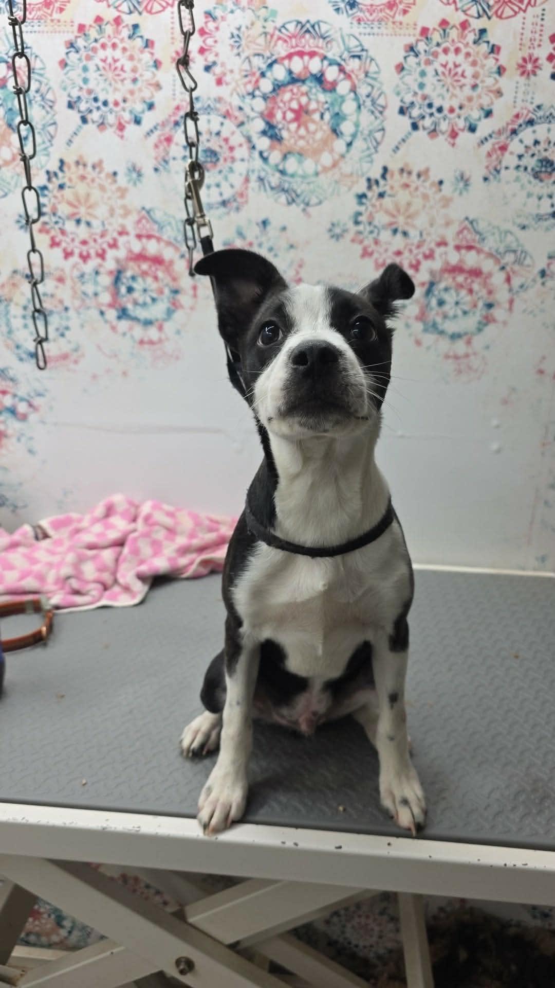 Sammy, ADOPTABLE, Puppy Male Boston Terrier.