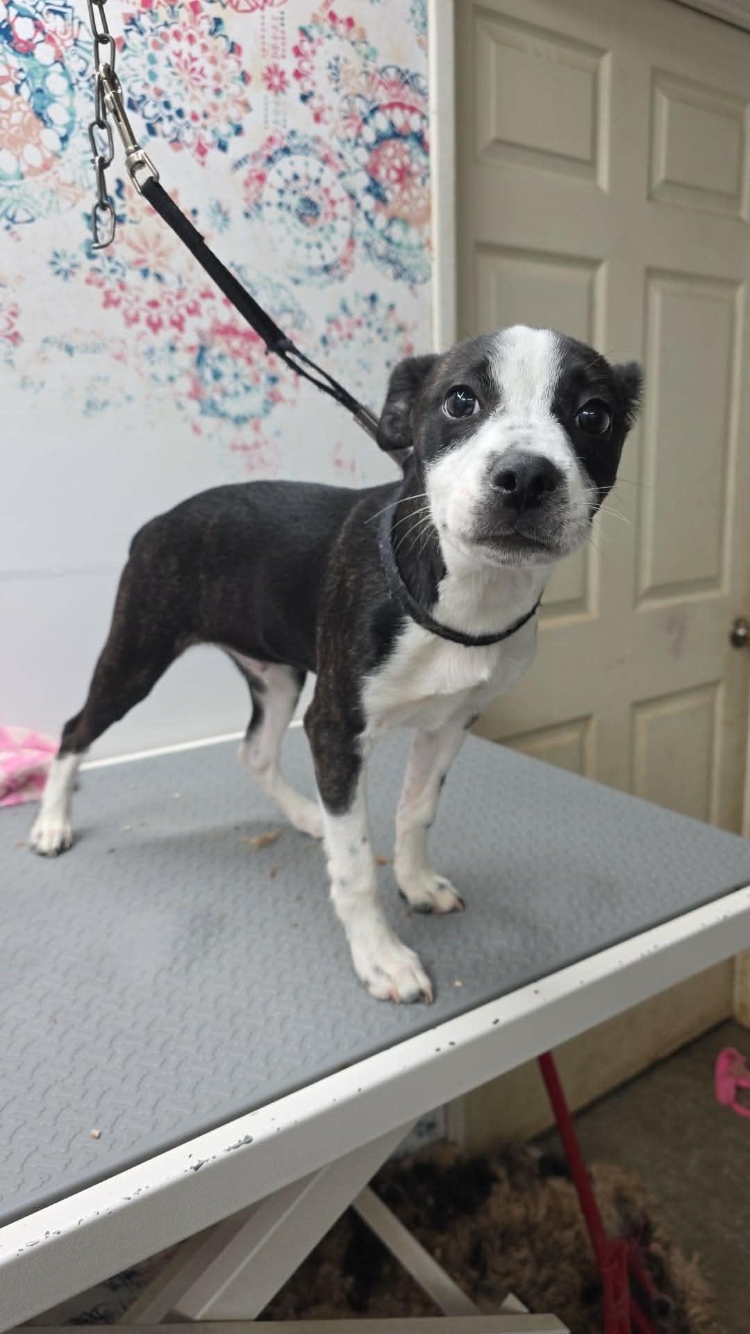 Enlarge Sammy, a ADOPTABLE mixed breed in Martinsburg, WV image 3/3