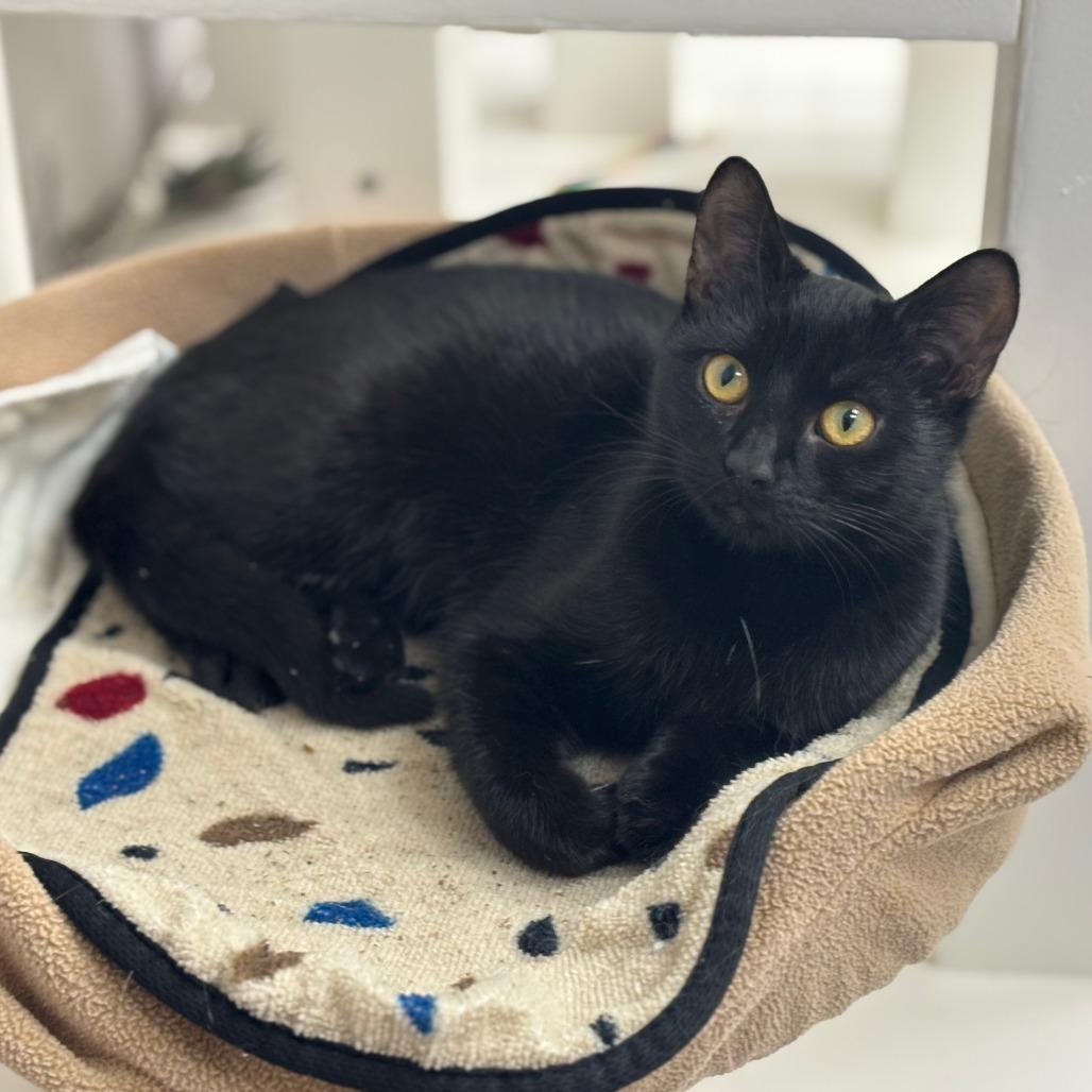 Barbie, Adoptable, Kitten Female Domestic Short Hair.