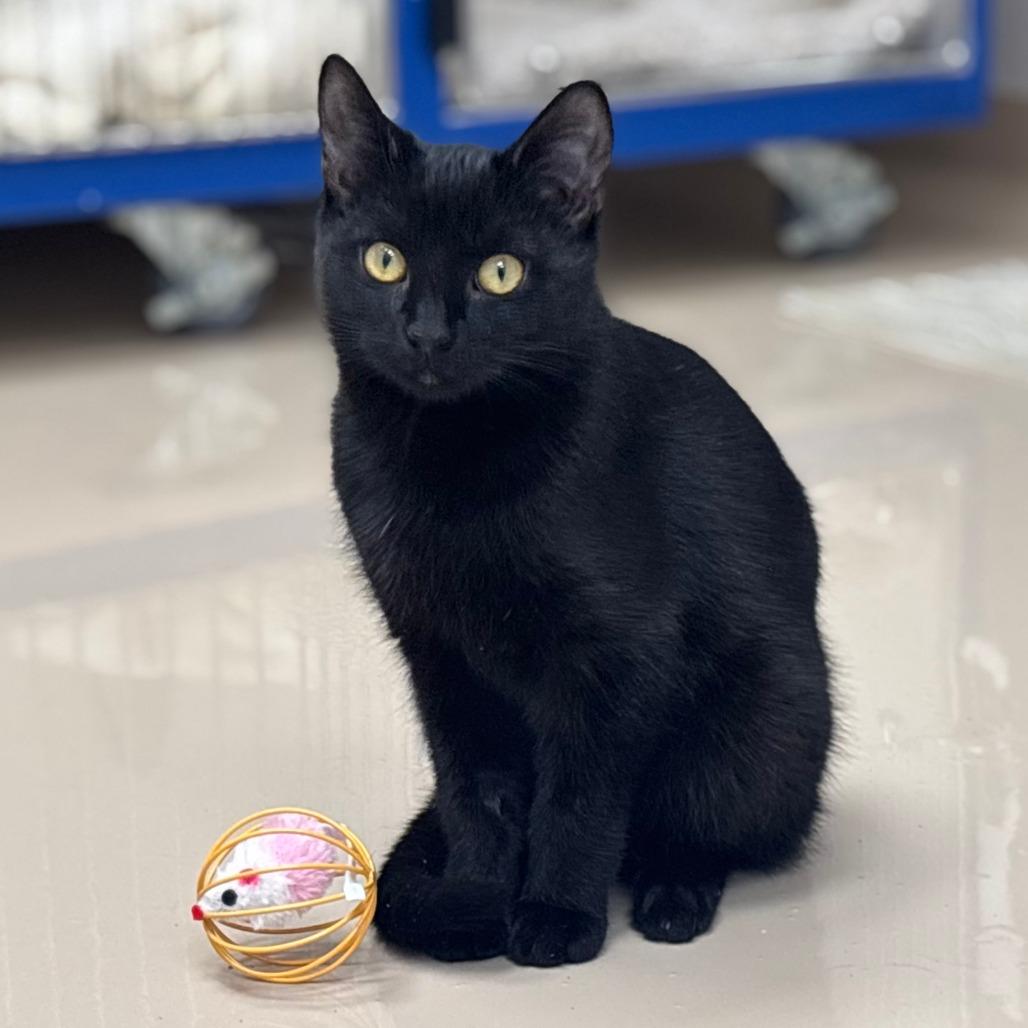 Enlarge Barbie, a Adoptable Domestic Short Hair in Mebane, NC image 2/6