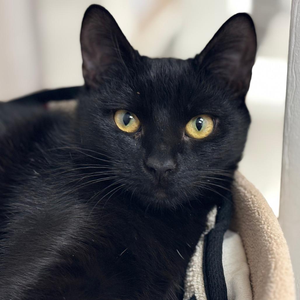 Enlarge Barbie, a Adoptable Domestic Short Hair in Mebane, NC image 3/6