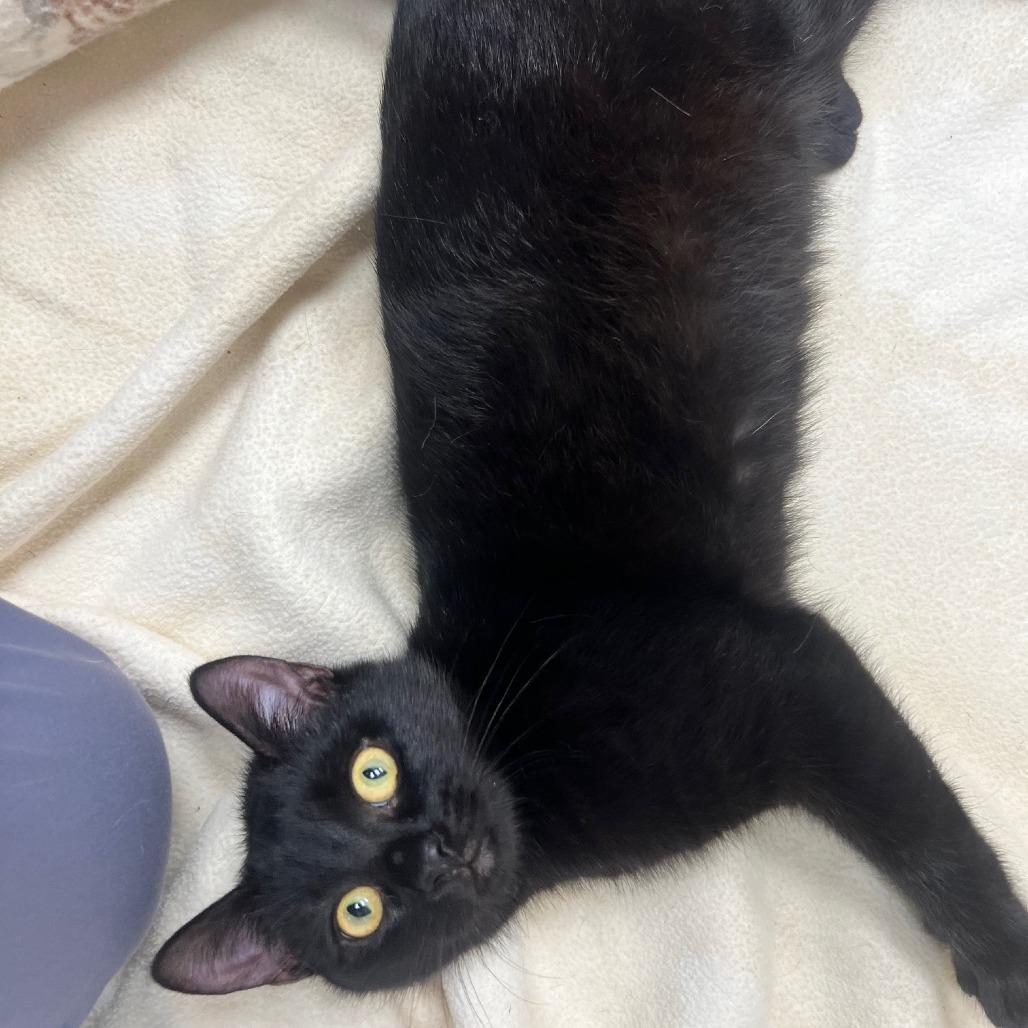 Enlarge Barbie, a Adoptable Domestic Short Hair in Mebane, NC image 4/6