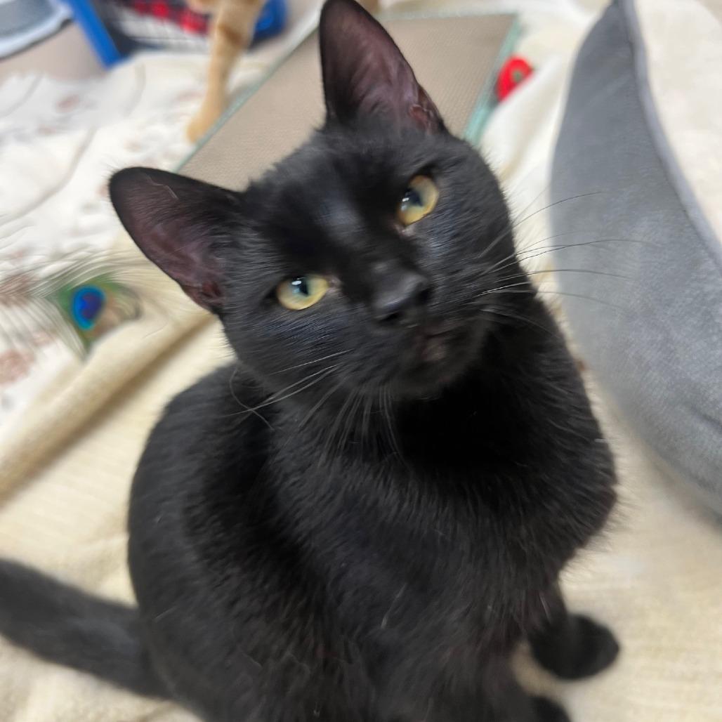 Enlarge Barbie, a Adoptable Domestic Short Hair in Mebane, NC image 5/6