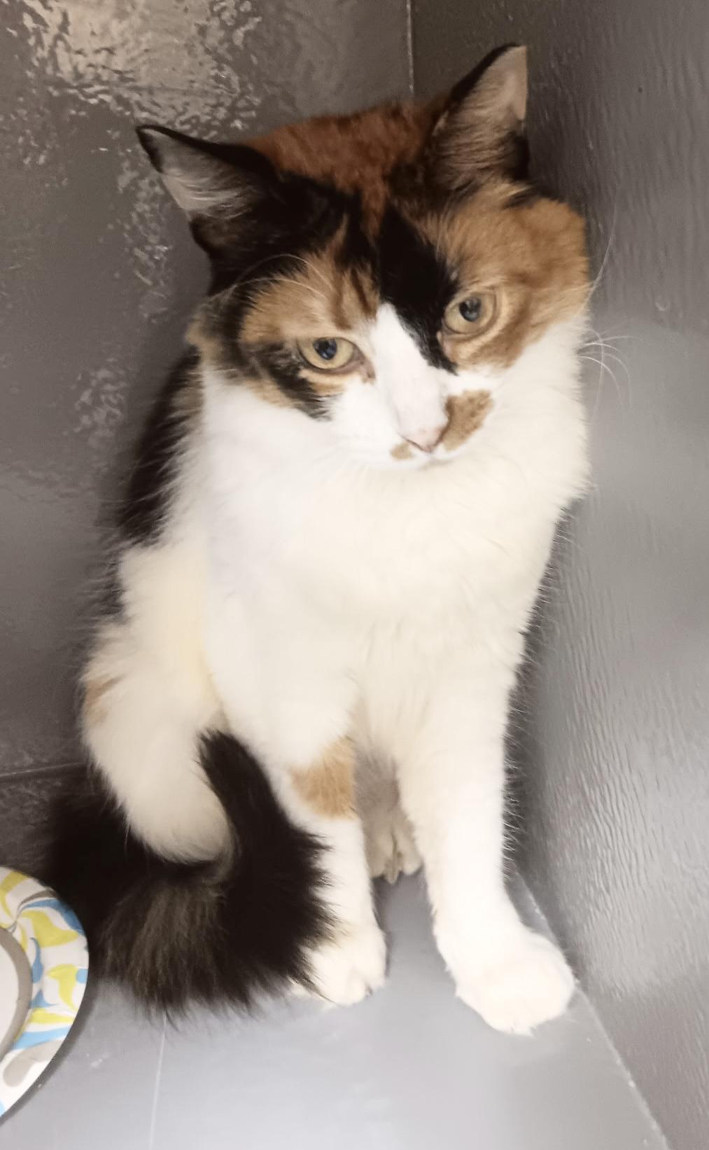 Enlarge Meadow and Amber, a ADOPTABLE Domestic Short Hair in Salem, NH image 3/5