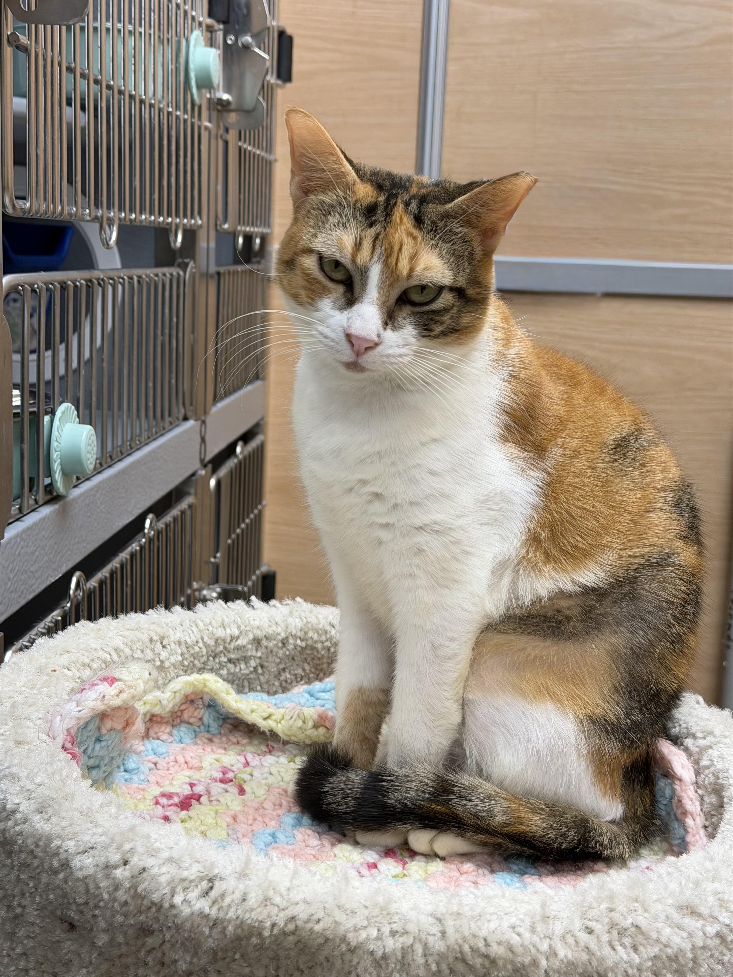 Enlarge Meadow and Amber, a ADOPTABLE Domestic Short Hair in Salem, NH image 2/5