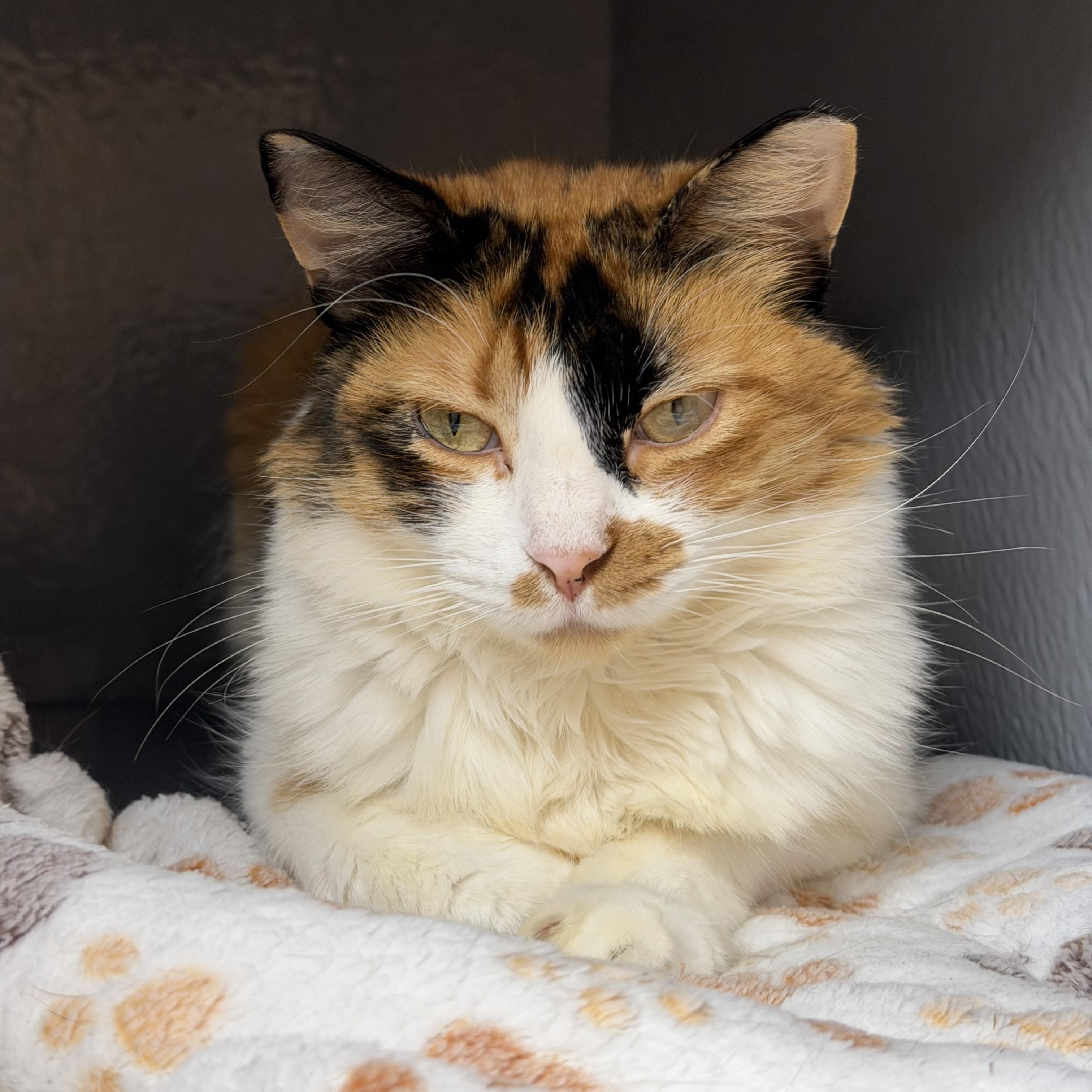 Meadow and Amber, ADOPTABLE, Young Female Domestic Short Hair.