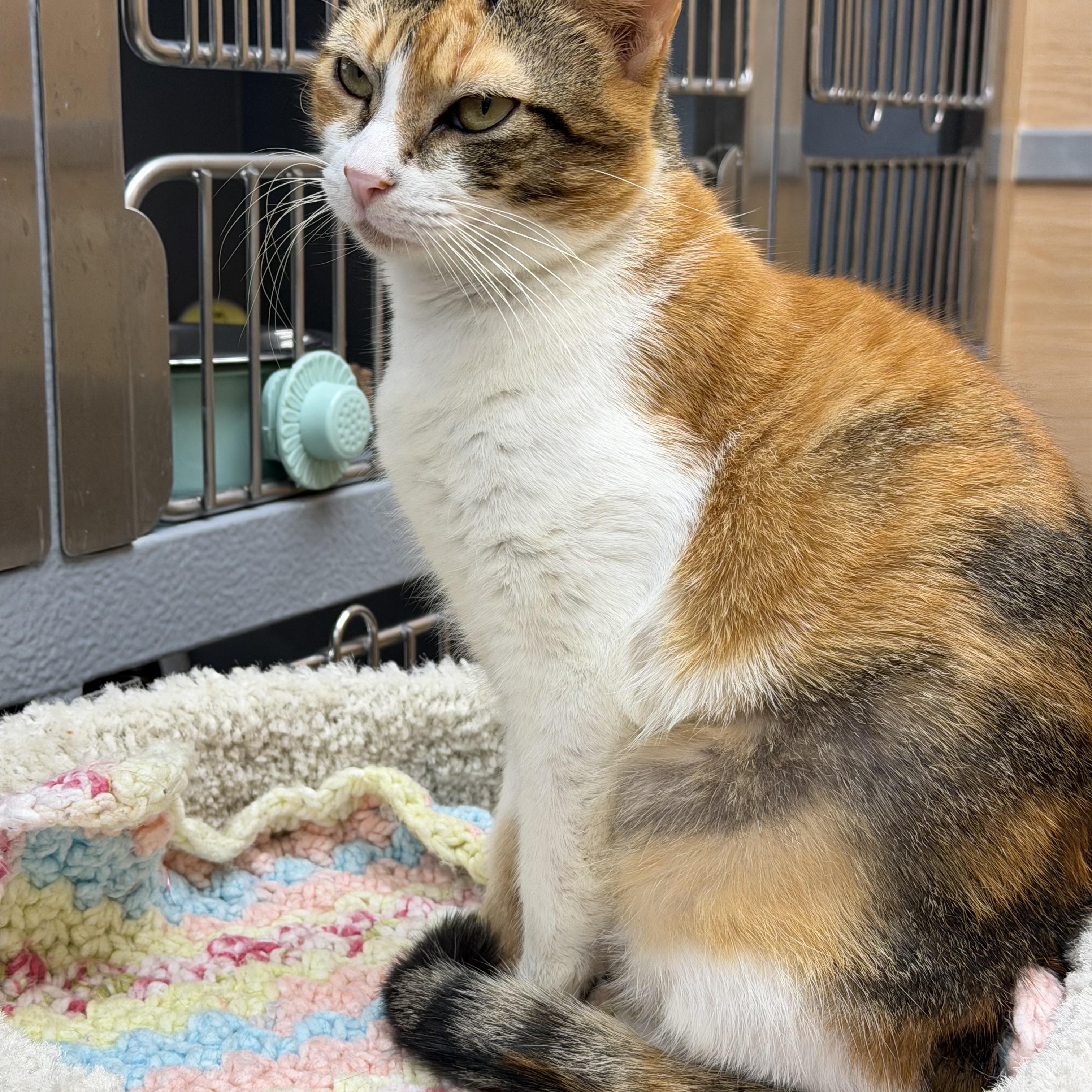Enlarge Meadow and Amber, a ADOPTABLE Domestic Short Hair in Salem, NH image 5/5